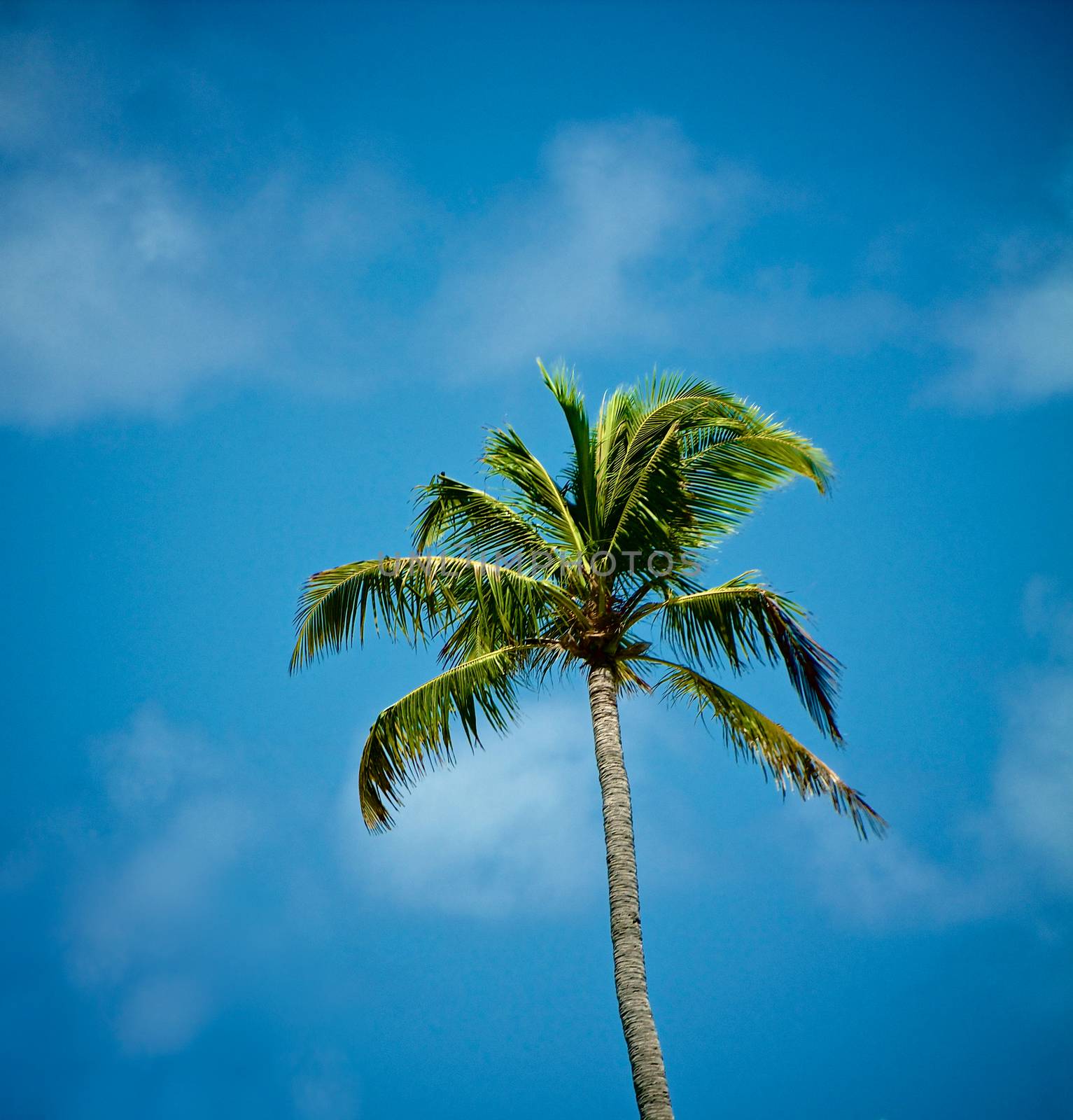 Beauty Green Alone Palm Tree on Blue Sky and Weightless Clouds background Outdoors