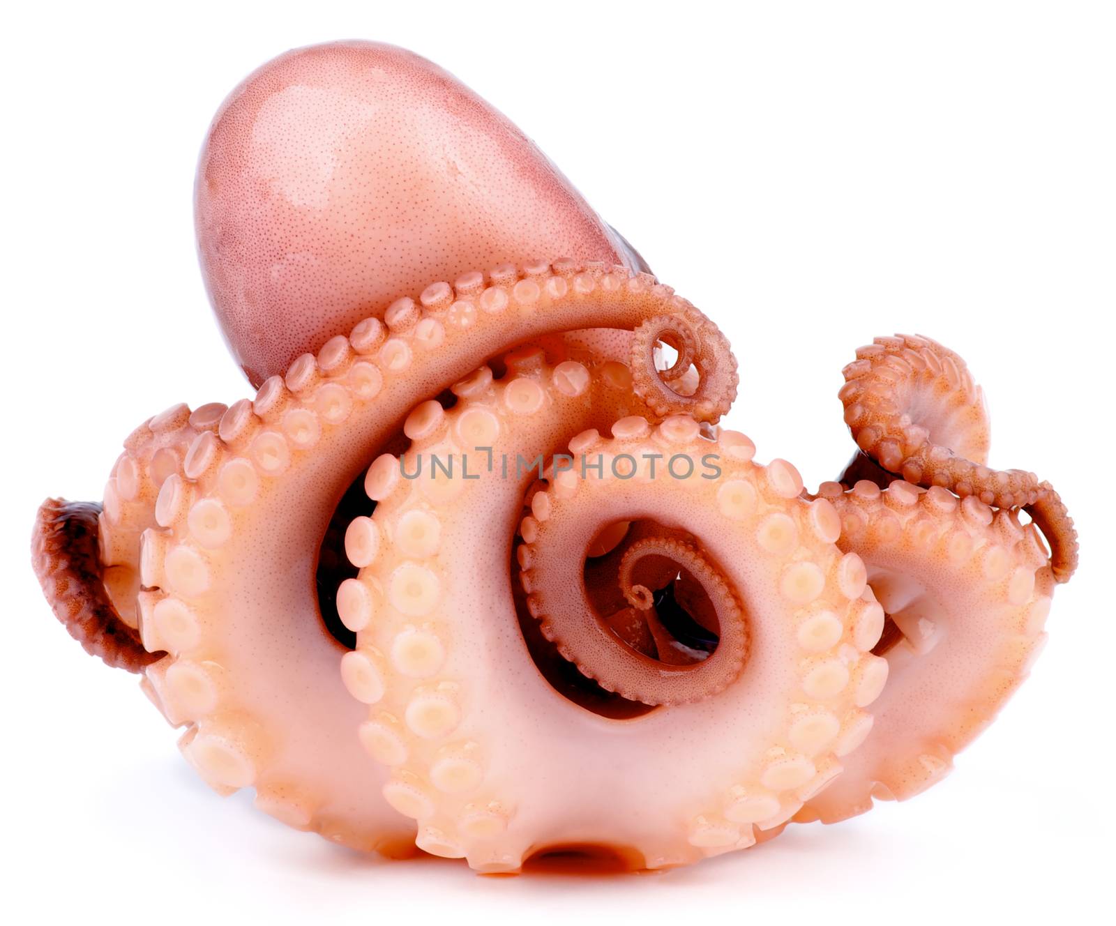 Big Smoked Octopus Full Body isolated on White background