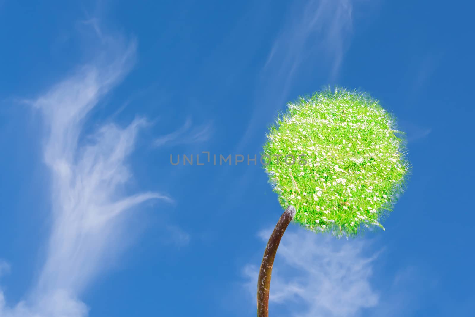 Photo composition dandelions meadow against blue sky.