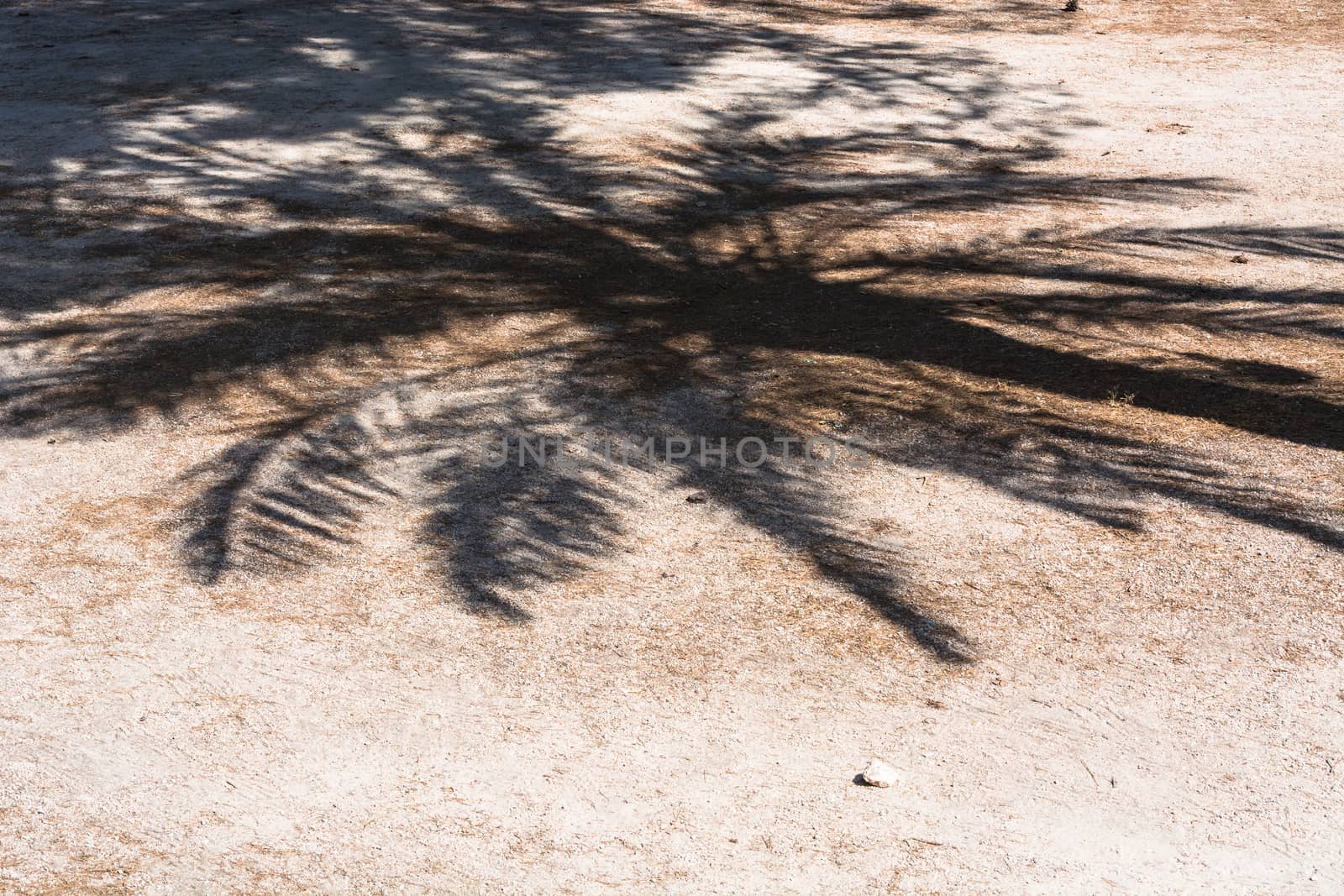 Palm shadow falls on a pathway by JFsPic