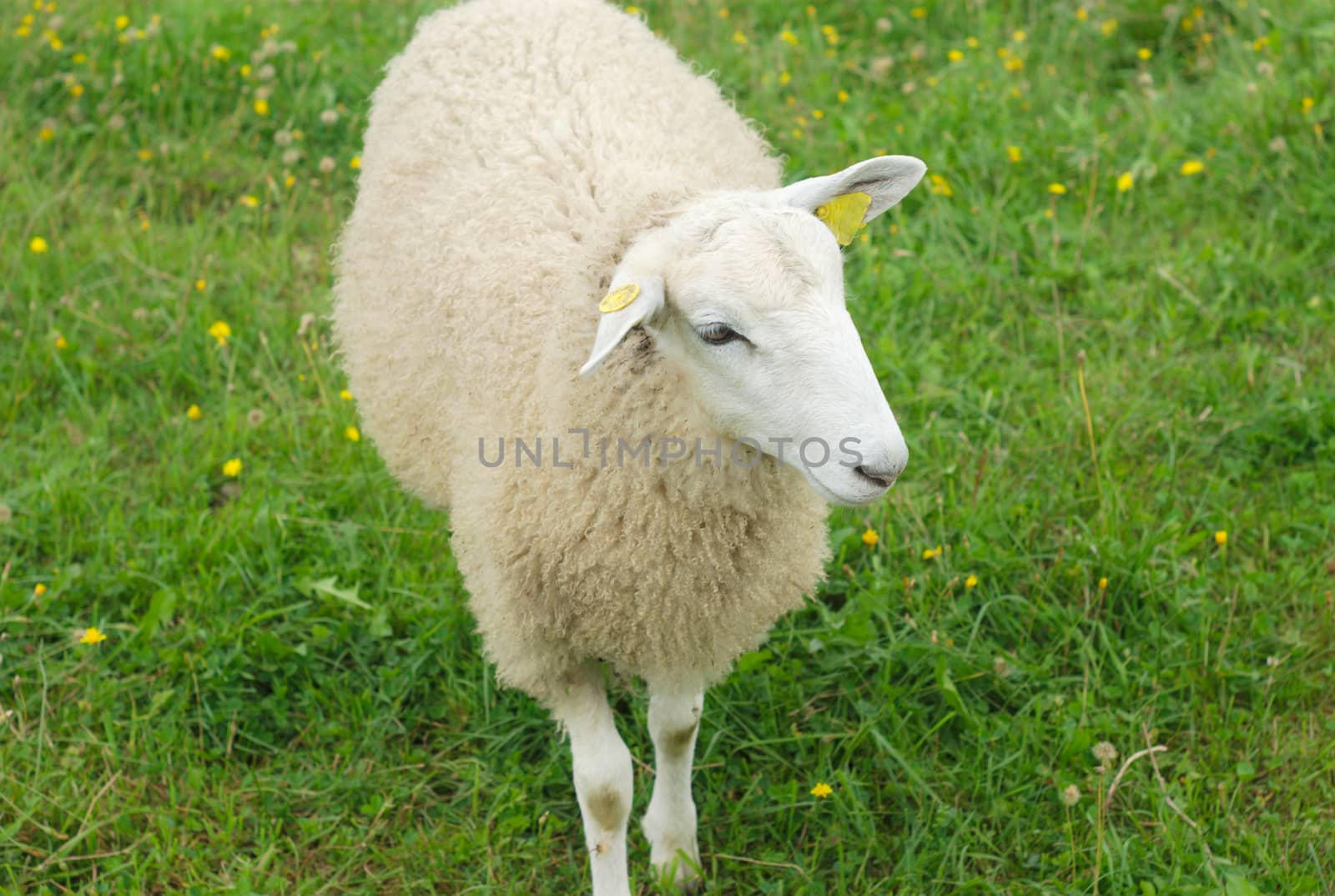 white sheep in a green field top view