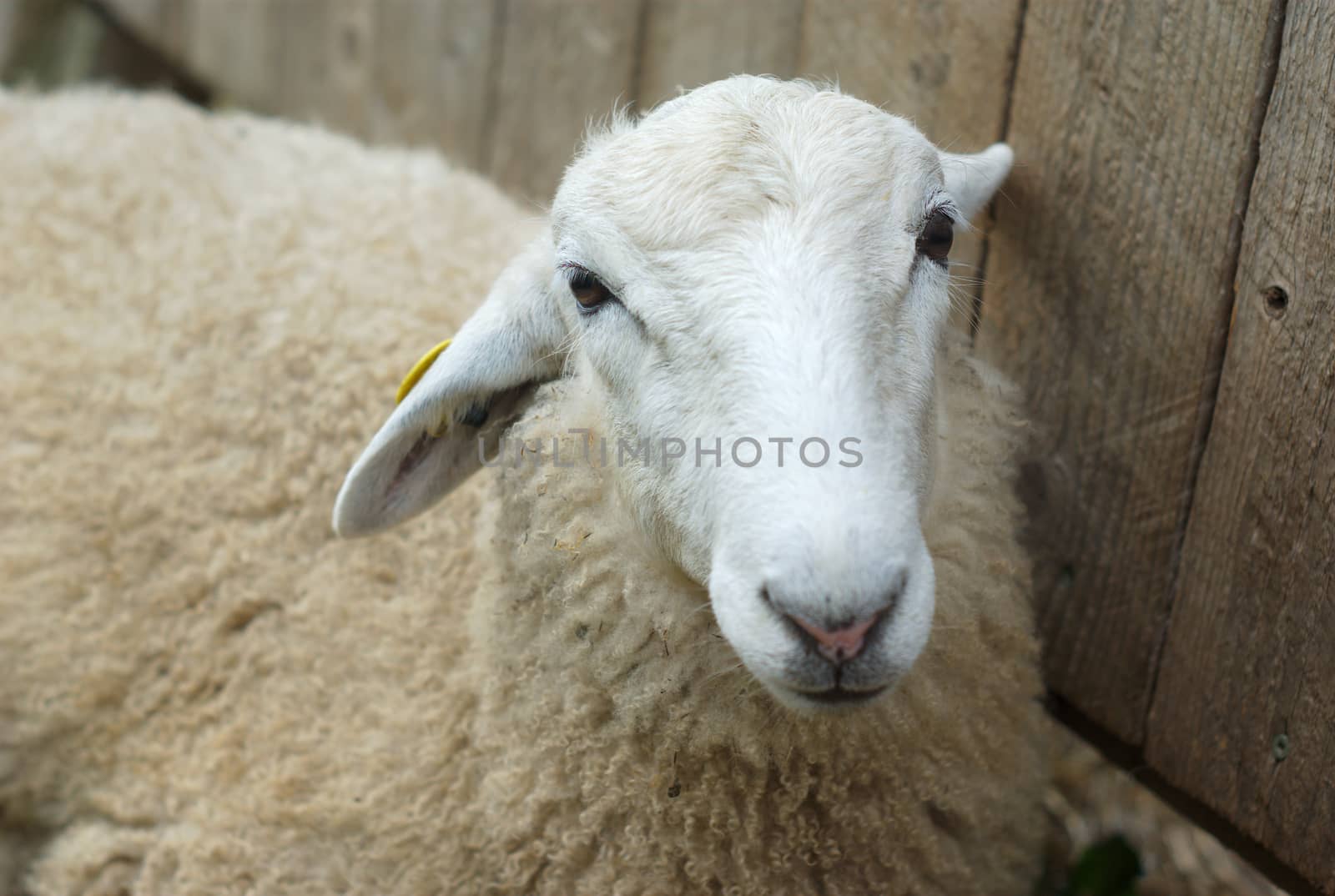 white sheep portrait close to wooden background