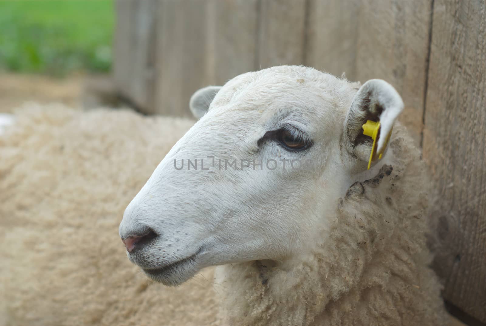 white sheep lying down in front of a gray barn