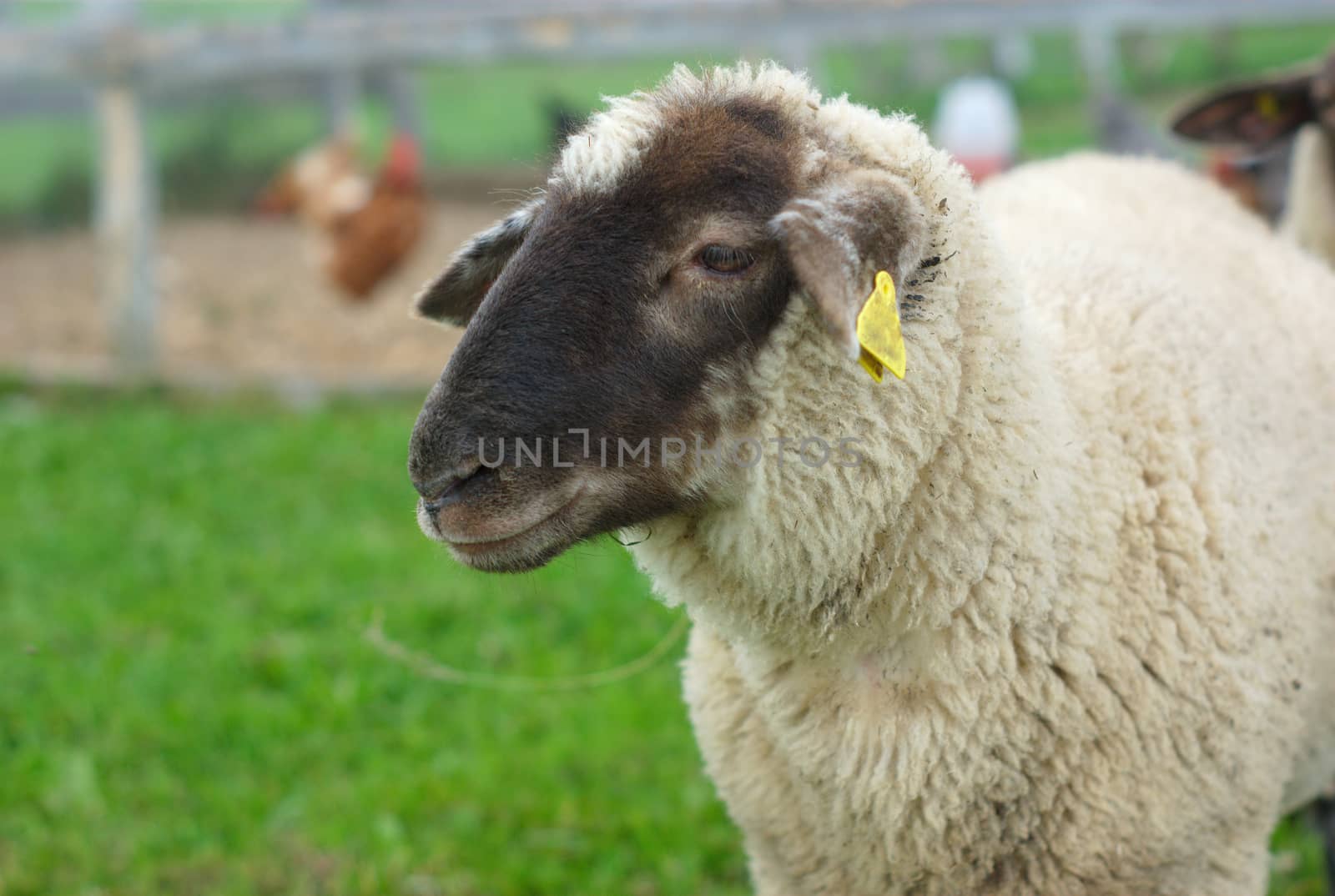 sheep in enclosure, black head white fur green field