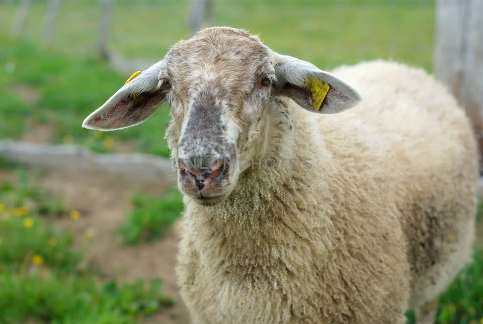 white sheep standing into enclosure, gray face