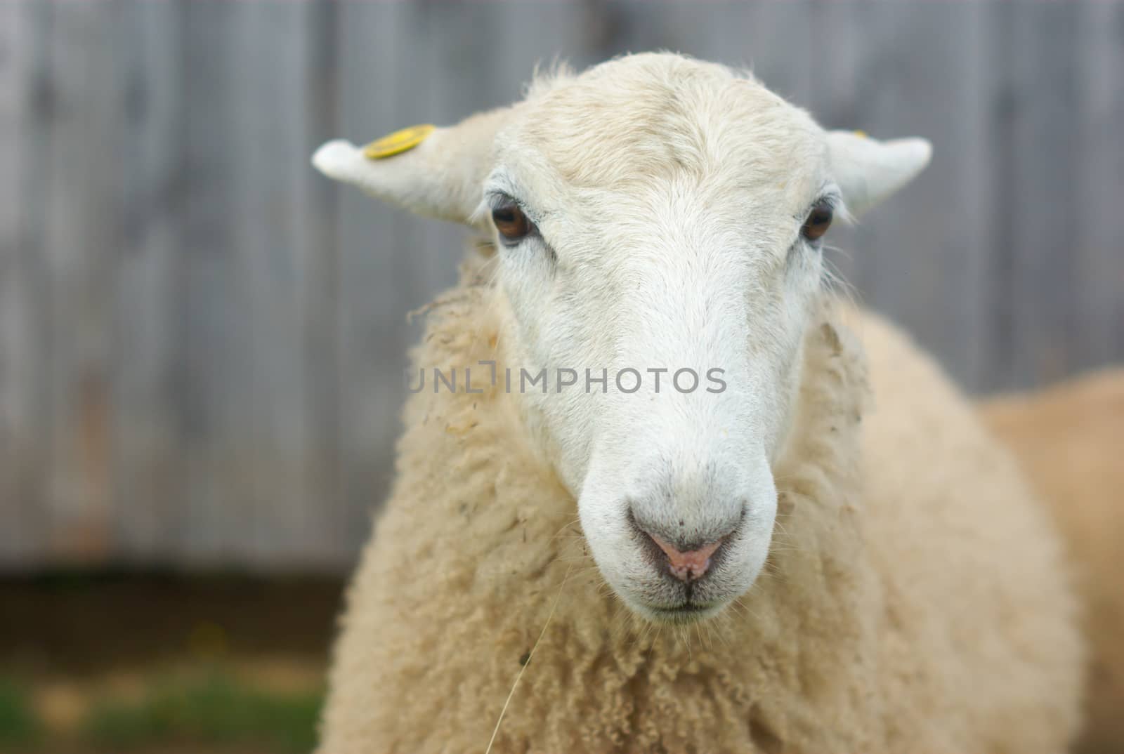 white sheep portrait face close up at the farm