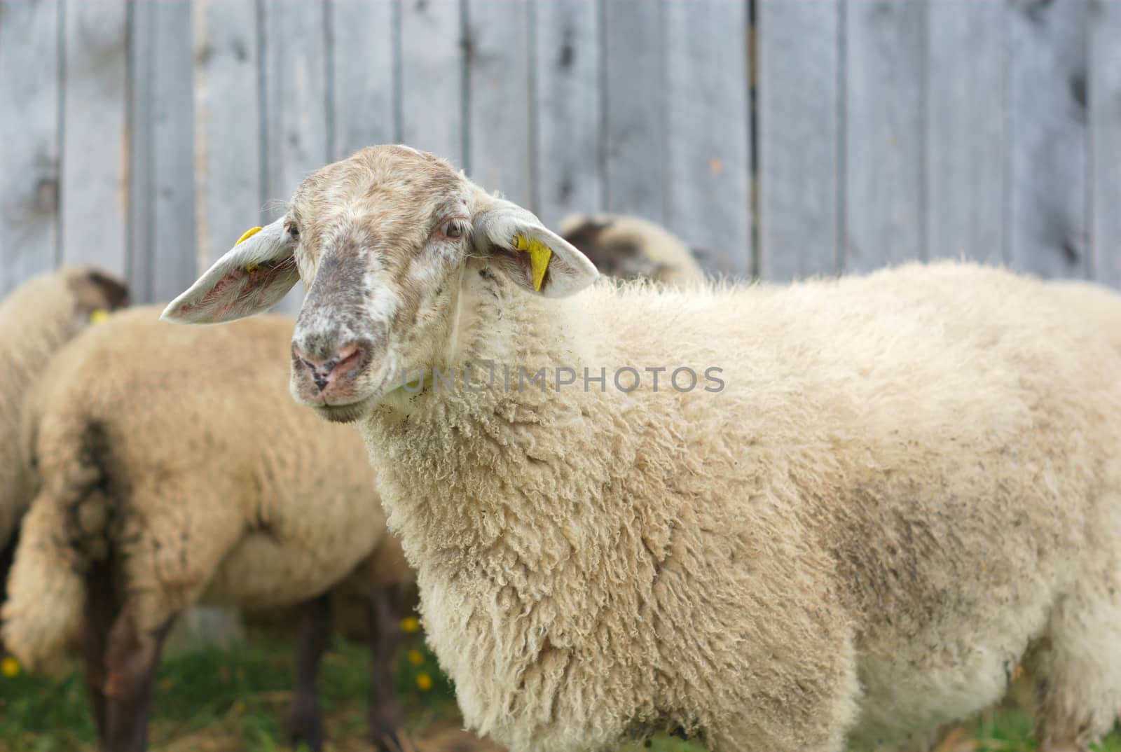 white sheeps in front of a gray barn