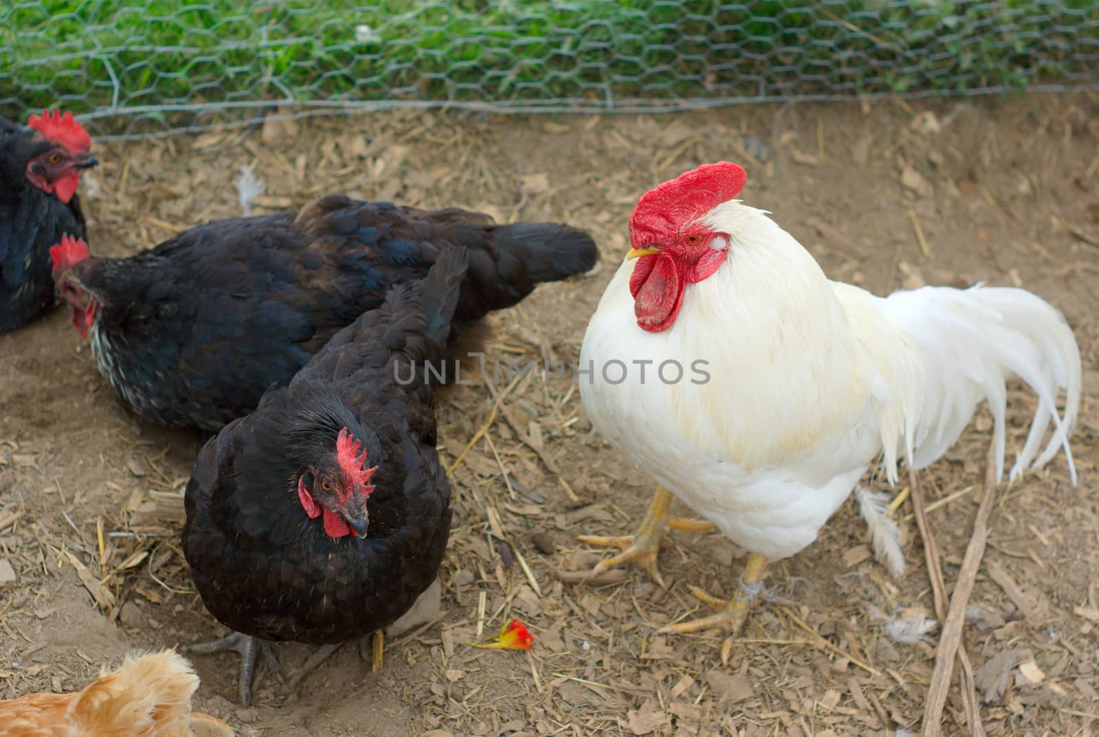 black and white chickens outside at the farm into enclosure