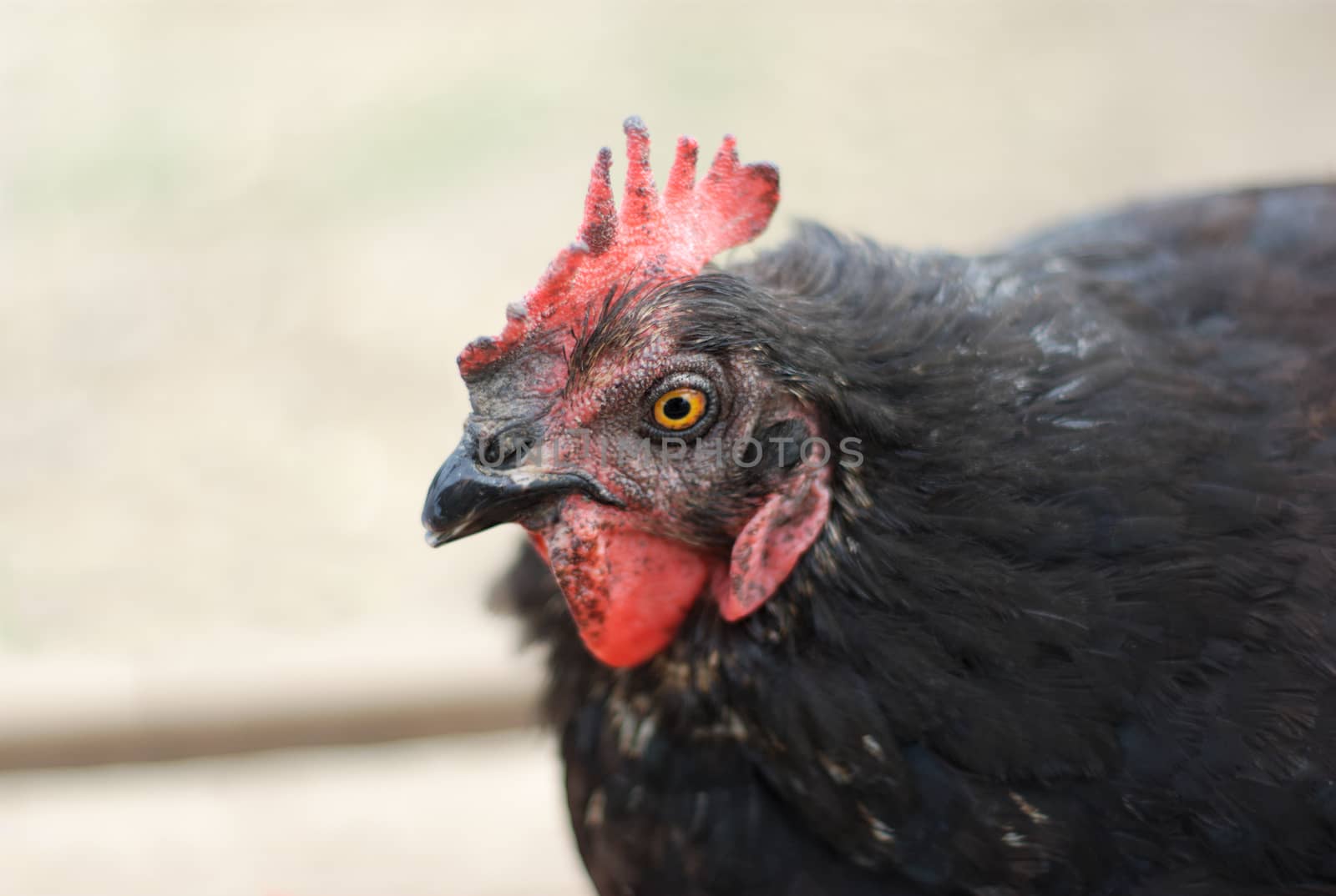 black chicken hen portrait on gray background by jacquesdurocher