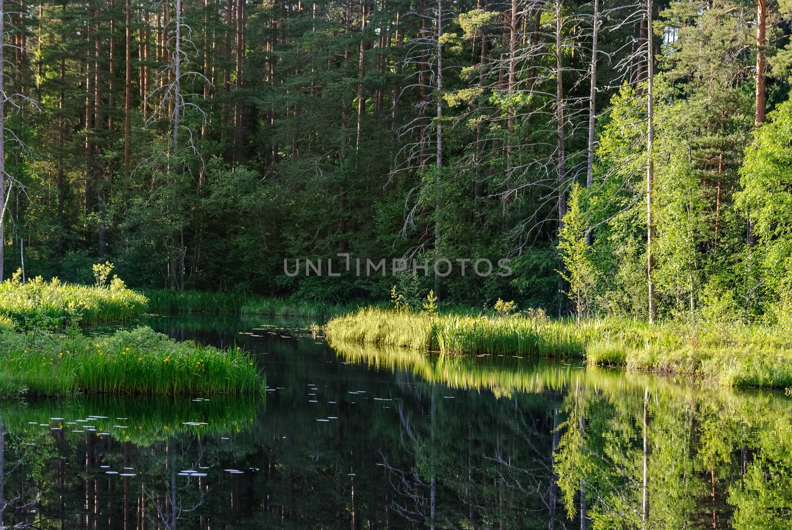 A small forest lake with swampy shores in the summer sunny day.