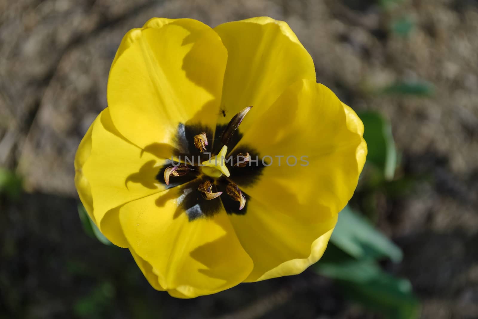 Bright yellow tulip flower on a background of brown earth.