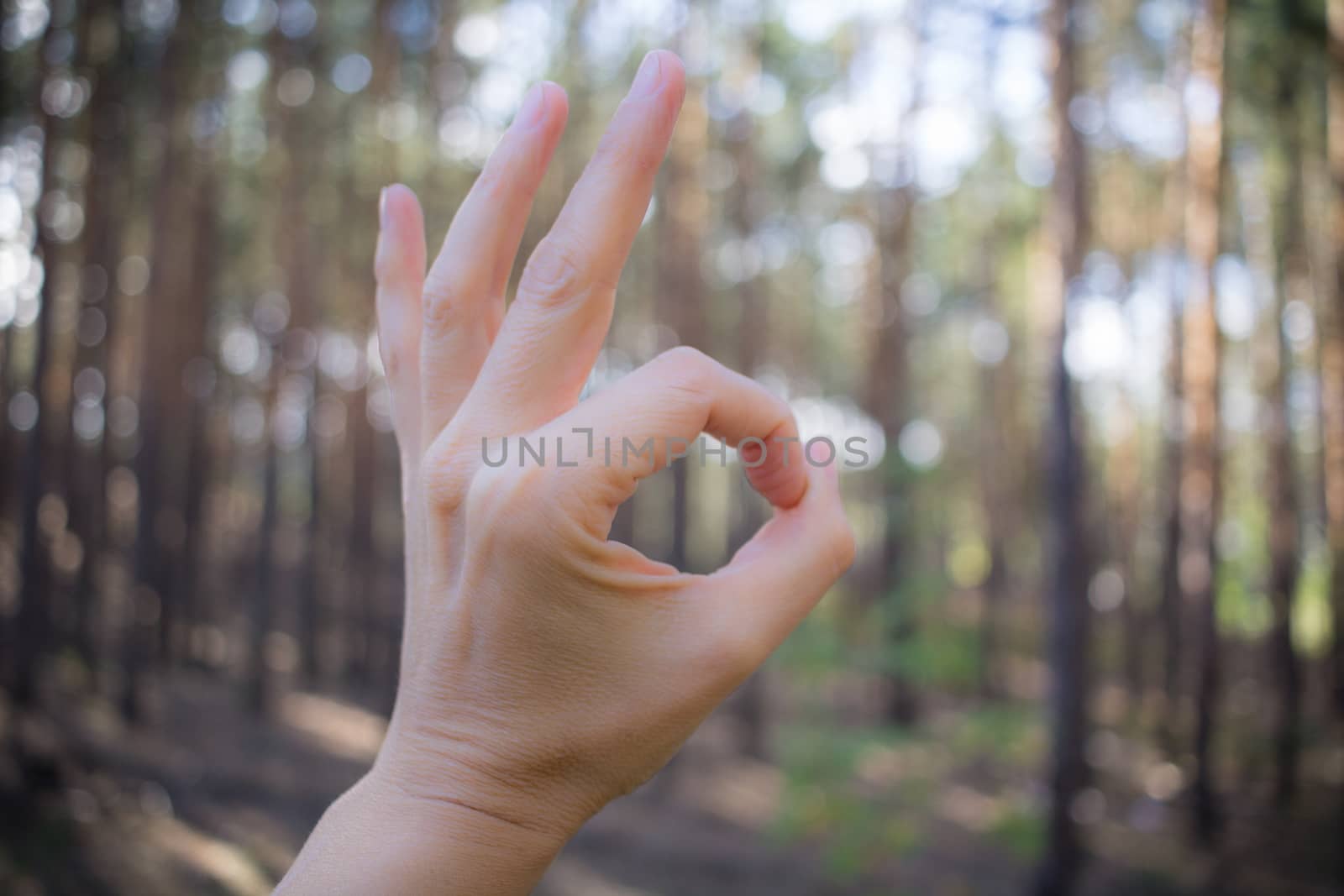 OK sign by gesture made by hand on contiferous forest background
