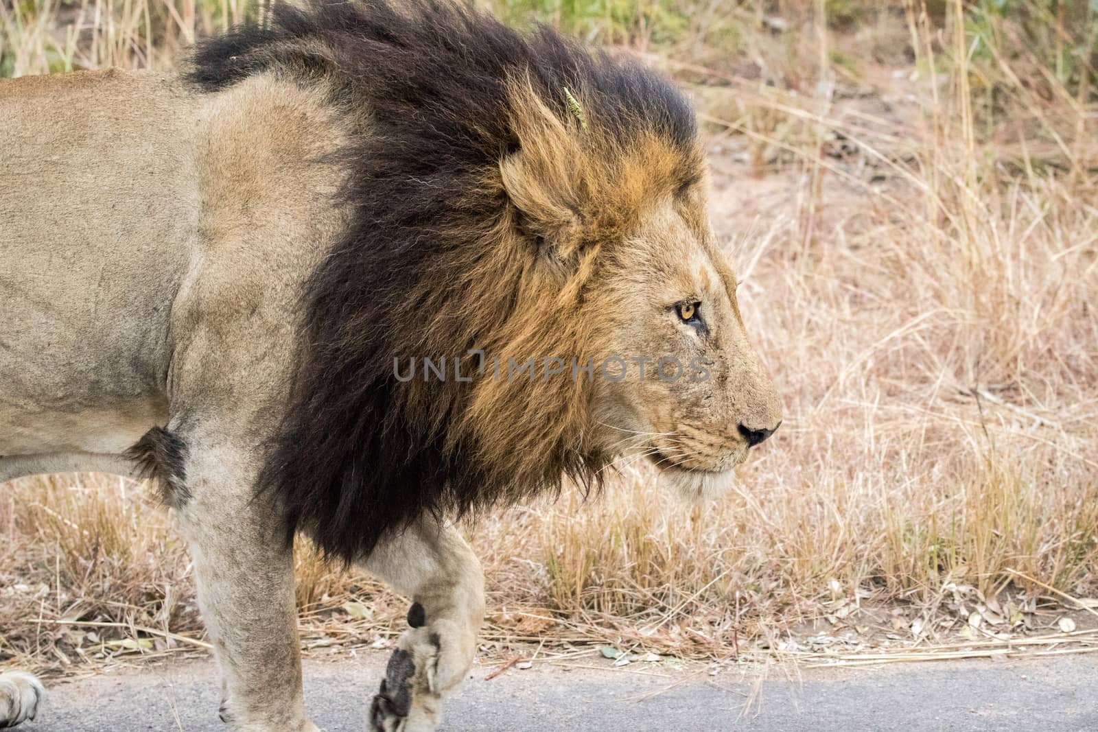 Side profile of a male Lion in the Kruger National Park, South Africa.