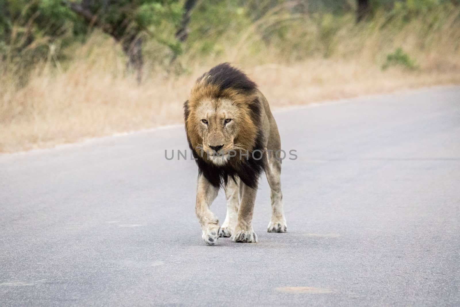 Huge male Lion walking towards the camera. by Simoneemanphotography