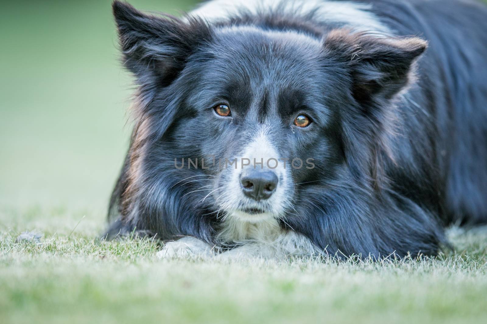 Starring Border collie dog in the grass.