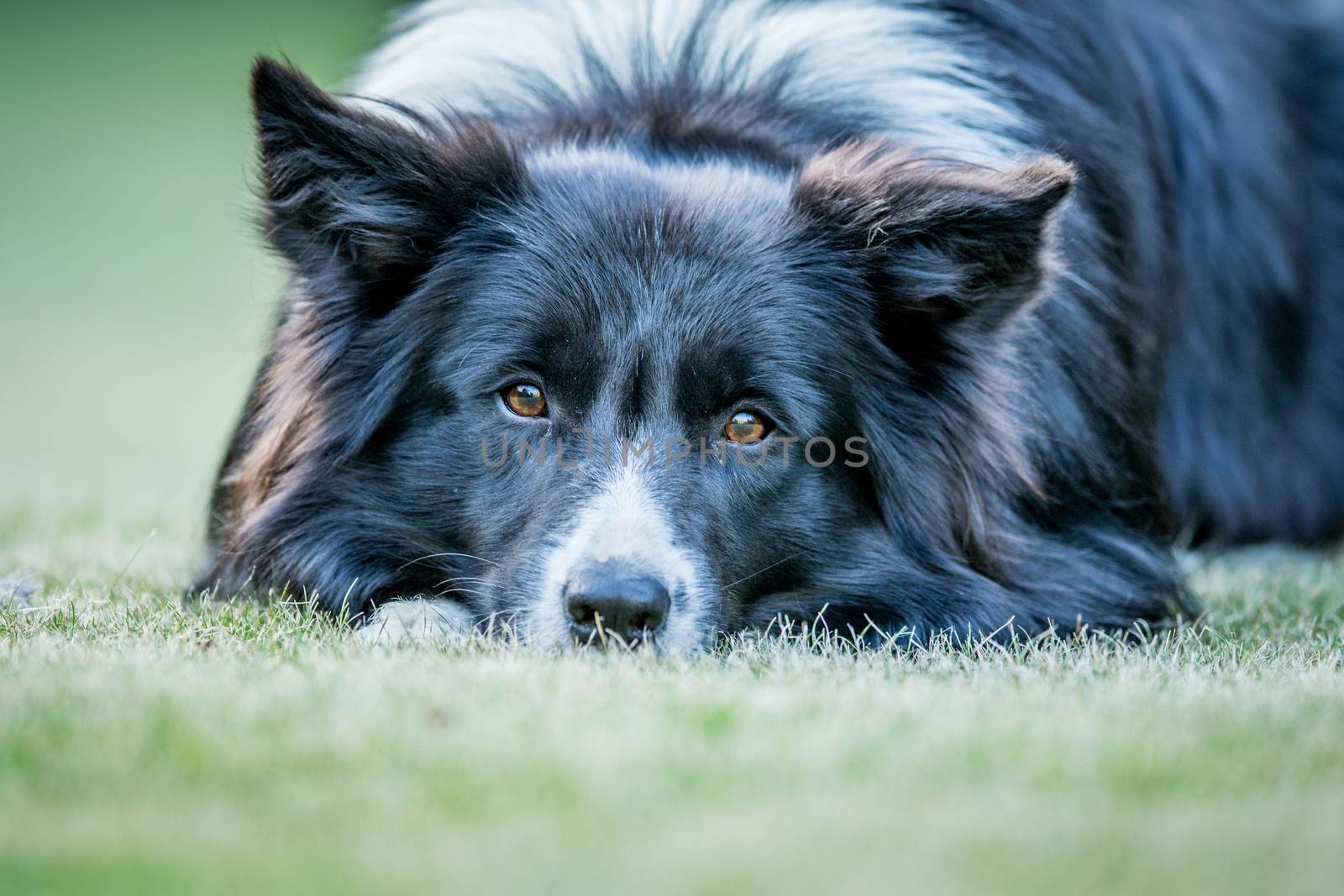 Starring Border collie dog in the grass.