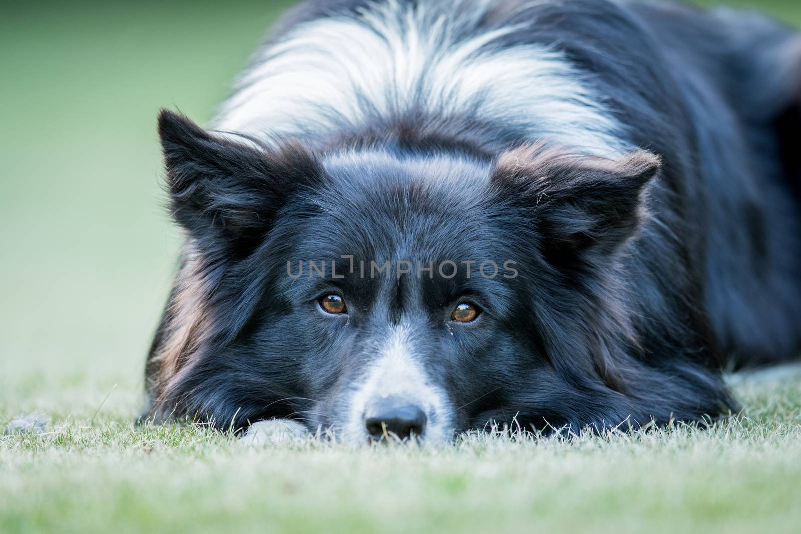 Starring Border collie dog in the grass.