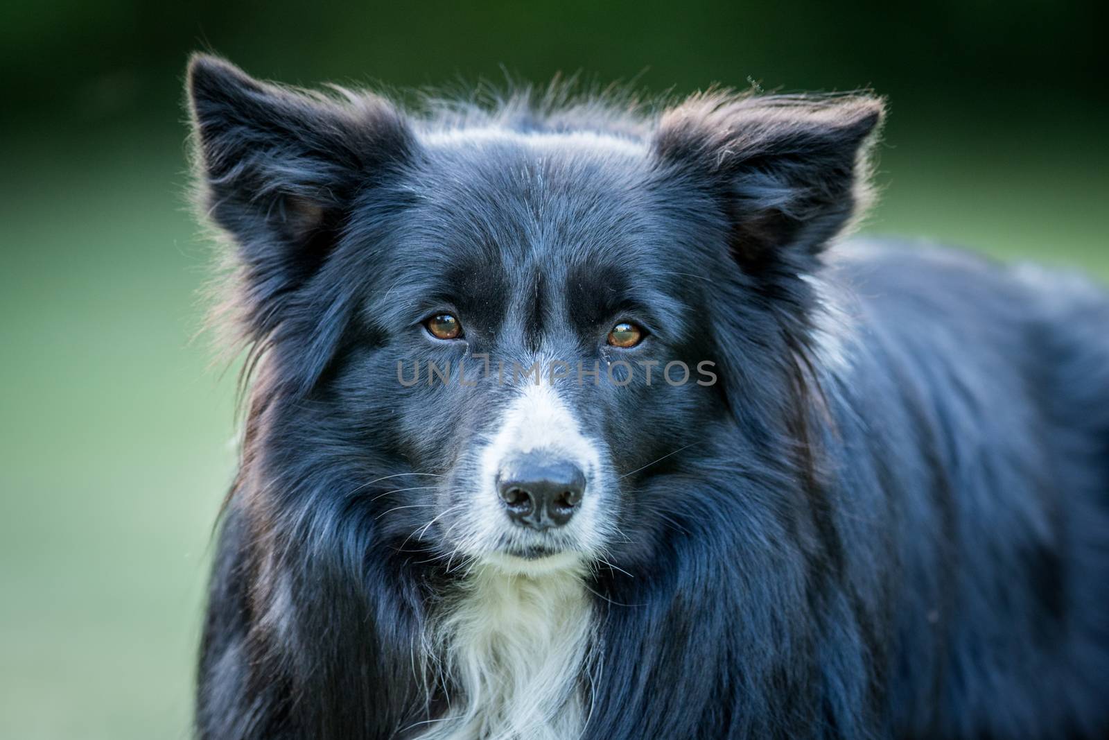 Starring Border collie dog in the grass.