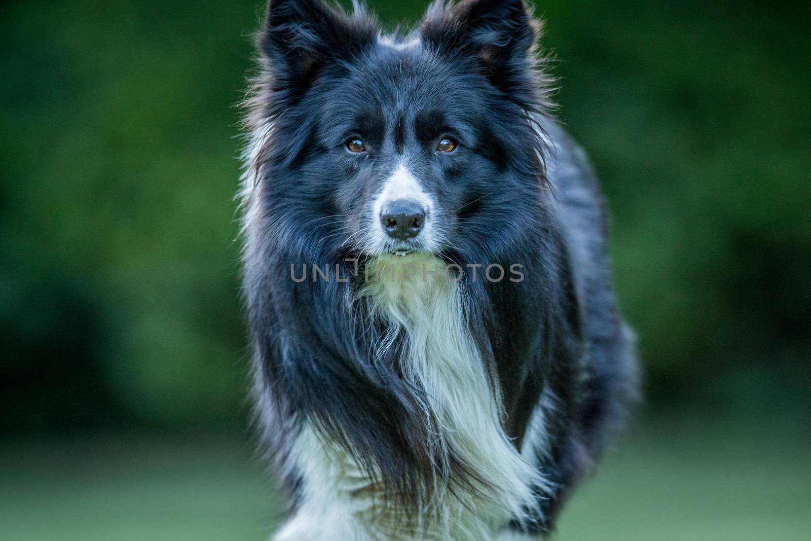 Starring Border collie dog in the grass.