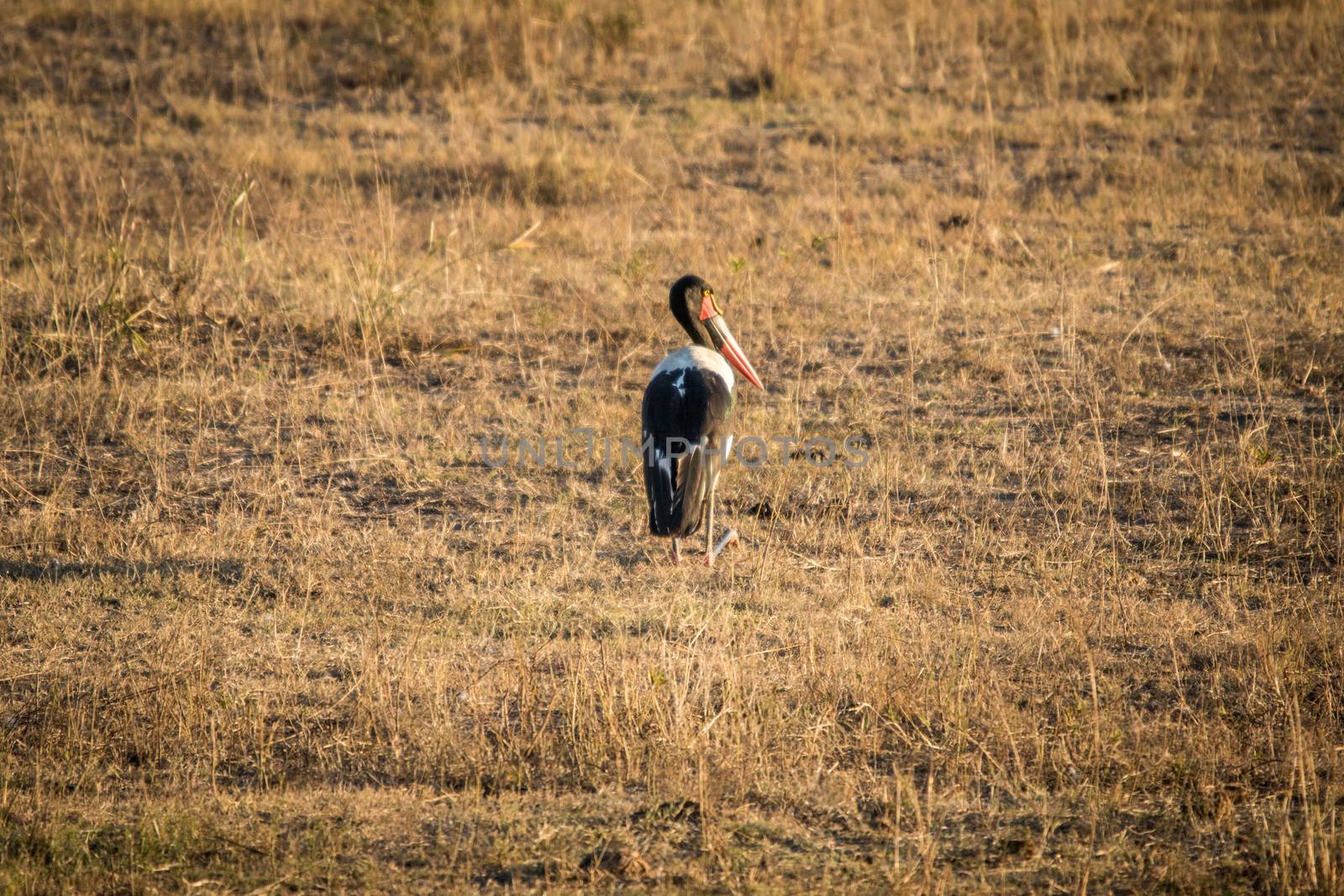 Sadle-billed stork in the grass. by Simoneemanphotography