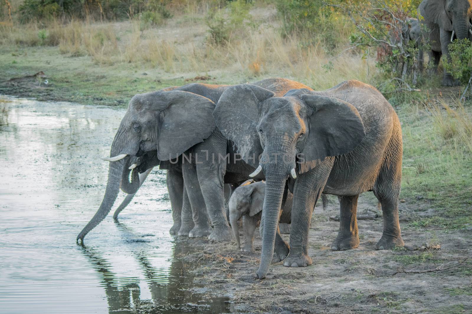 Herd of Elephants drinking in the Kruger National Park, South Africa.