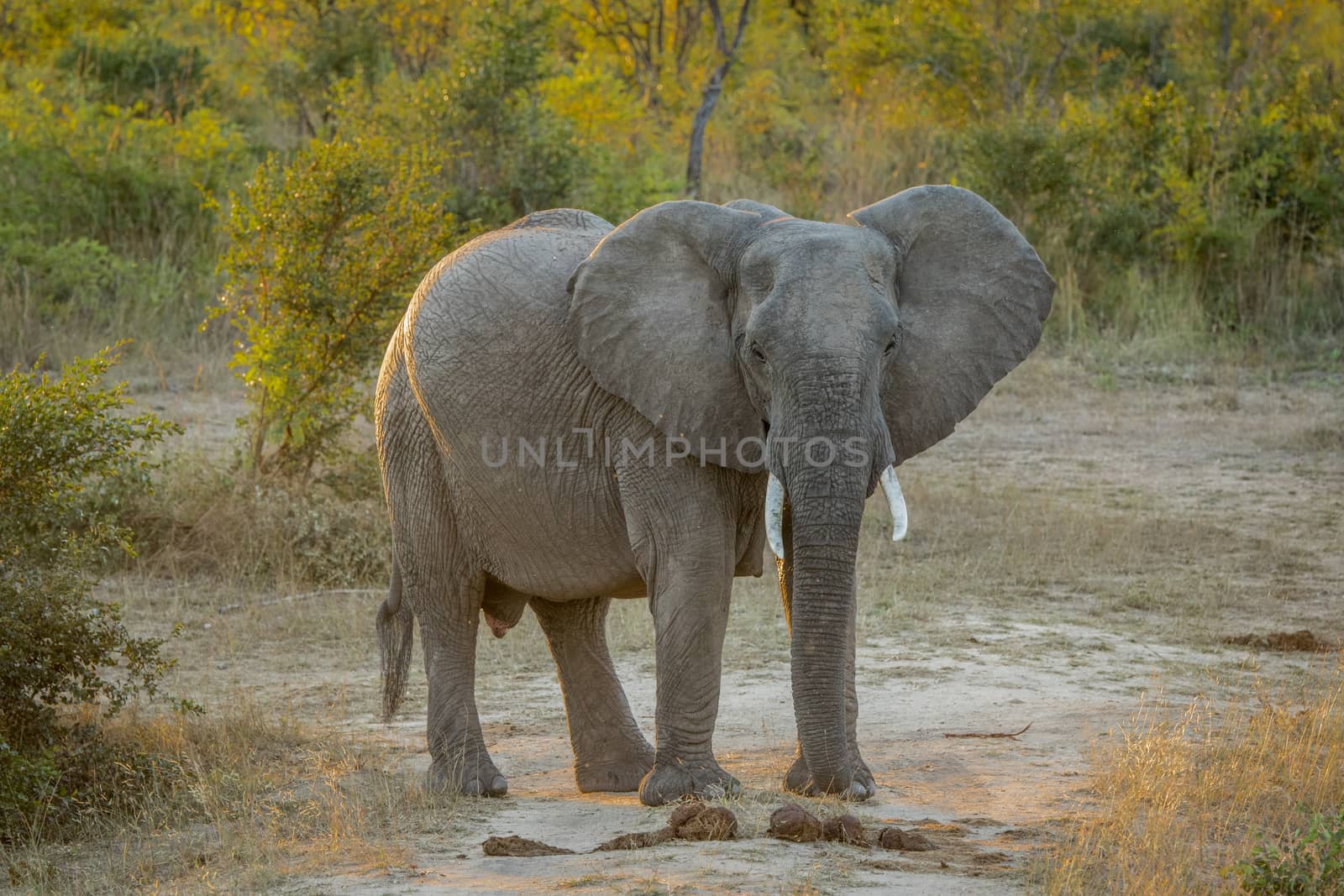 Starring Elephant in the Kruger National Park, South Africa.