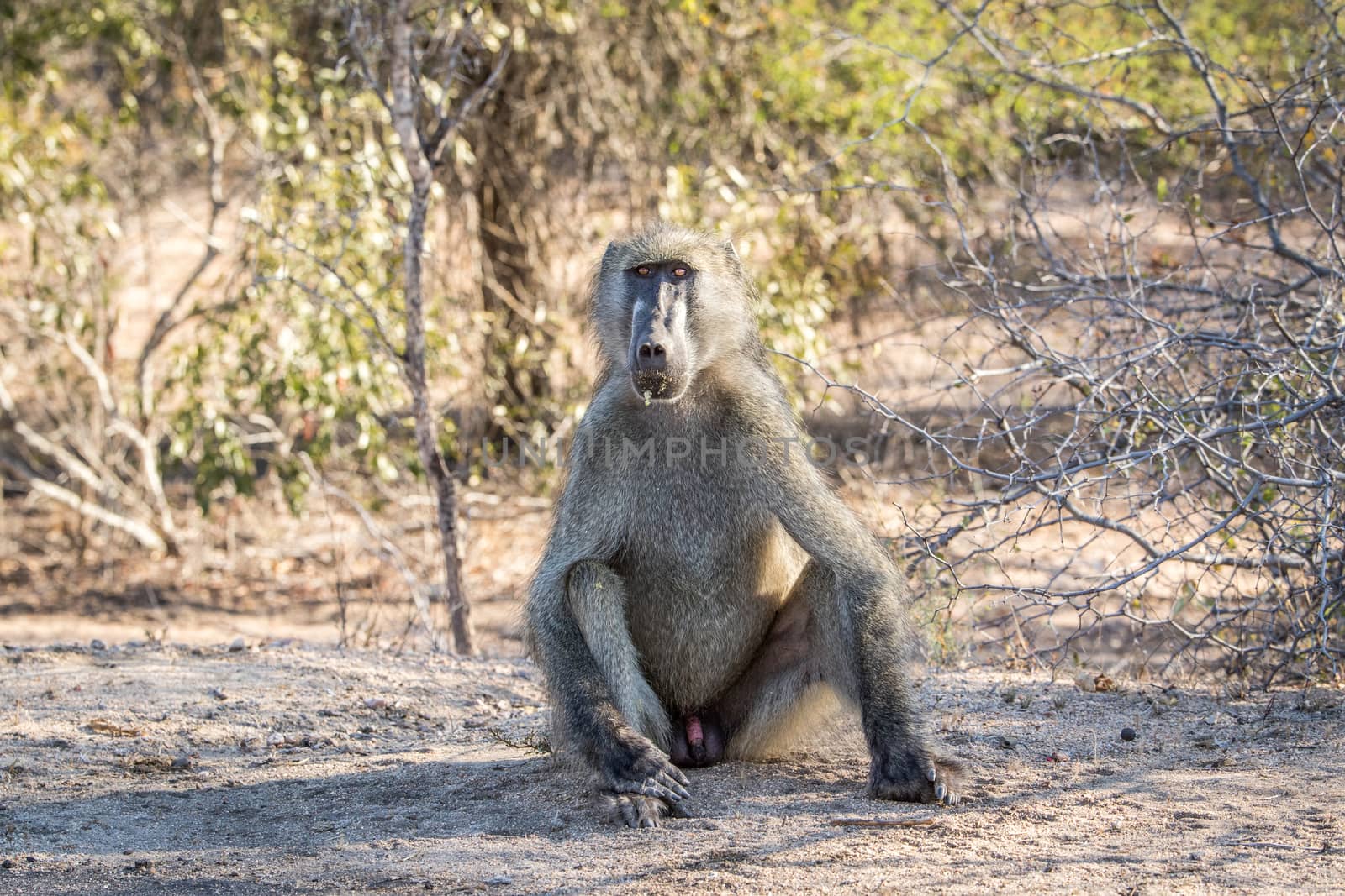 Baboon starring at the camera. by Simoneemanphotography