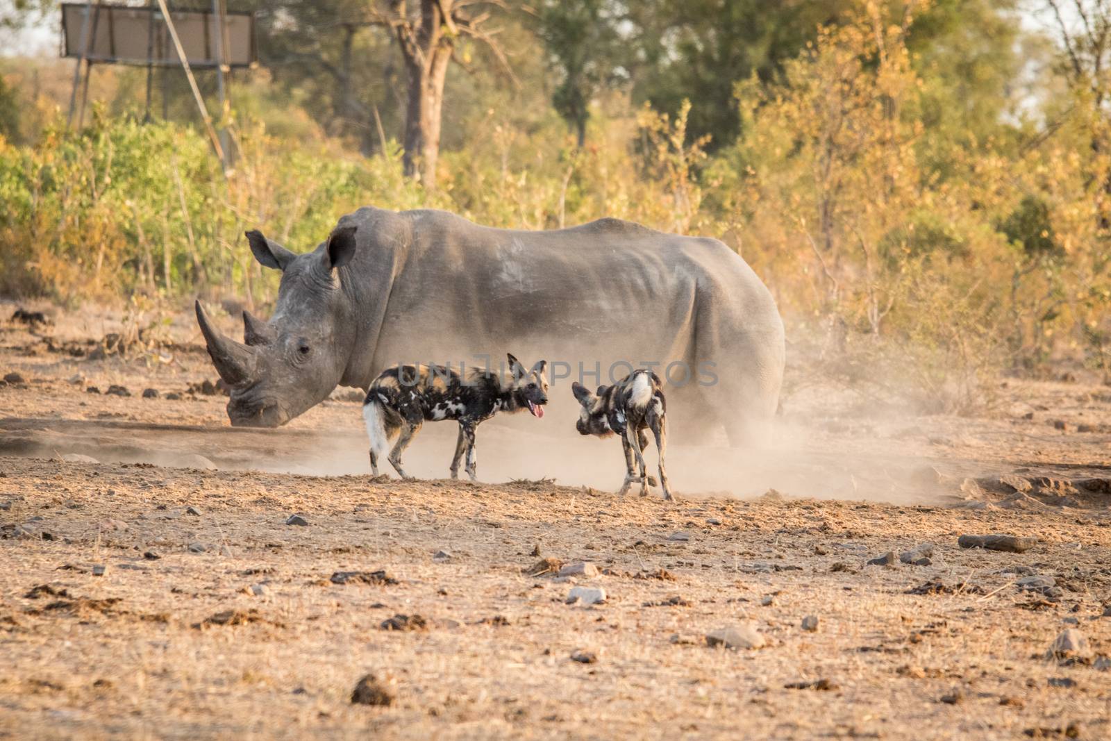 Two African wild dogs with a White rhino. by Simoneemanphotography