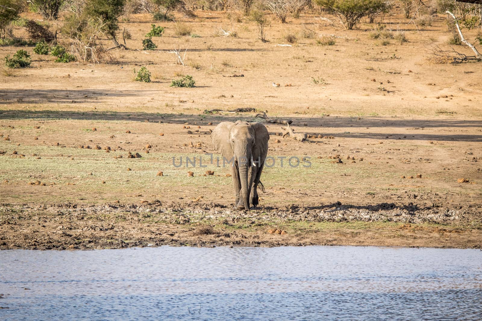 Elephant walking towards the water in the Kruger National Park, South Africa.