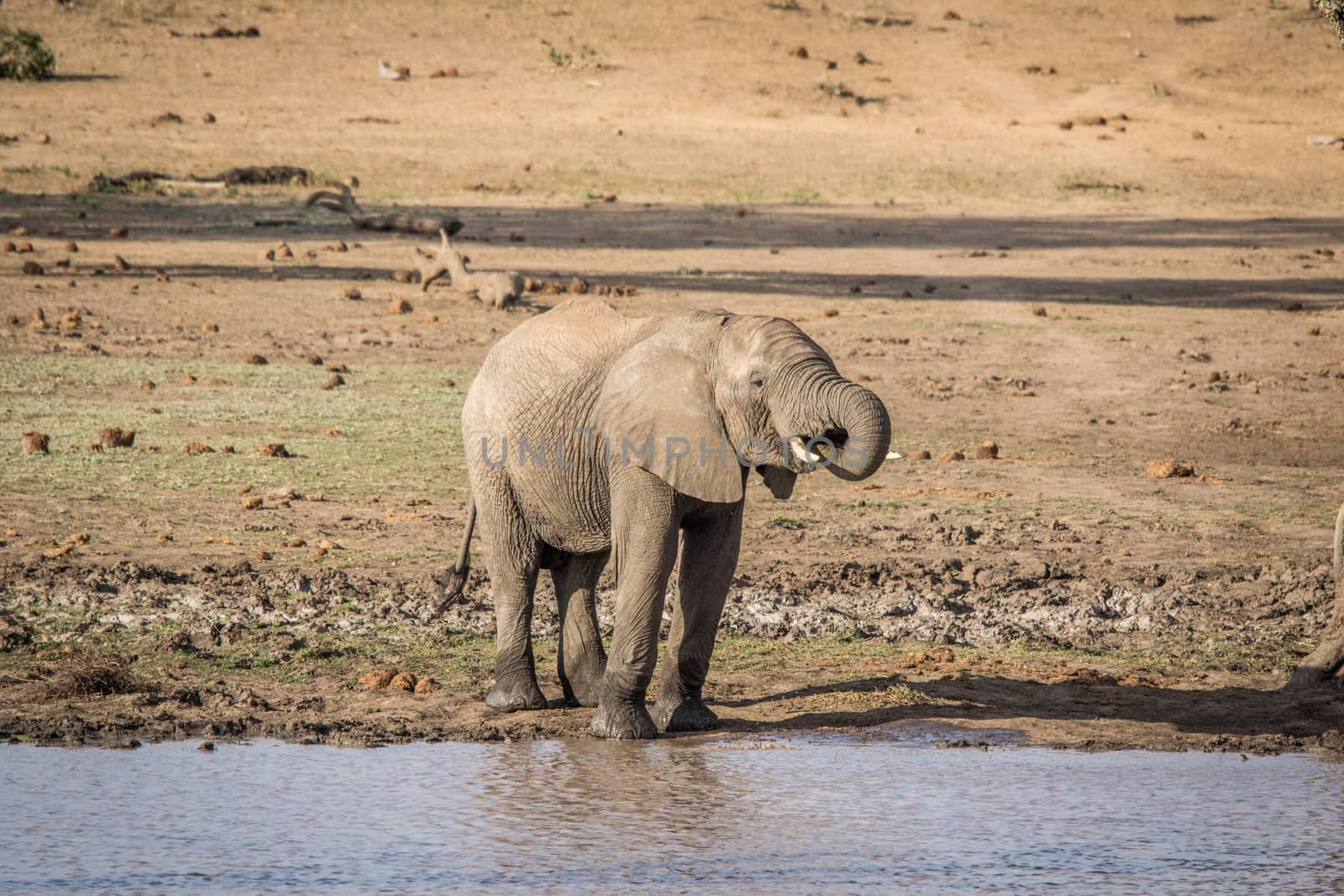 An Elephant drinking in the Kruger. by Simoneemanphotography