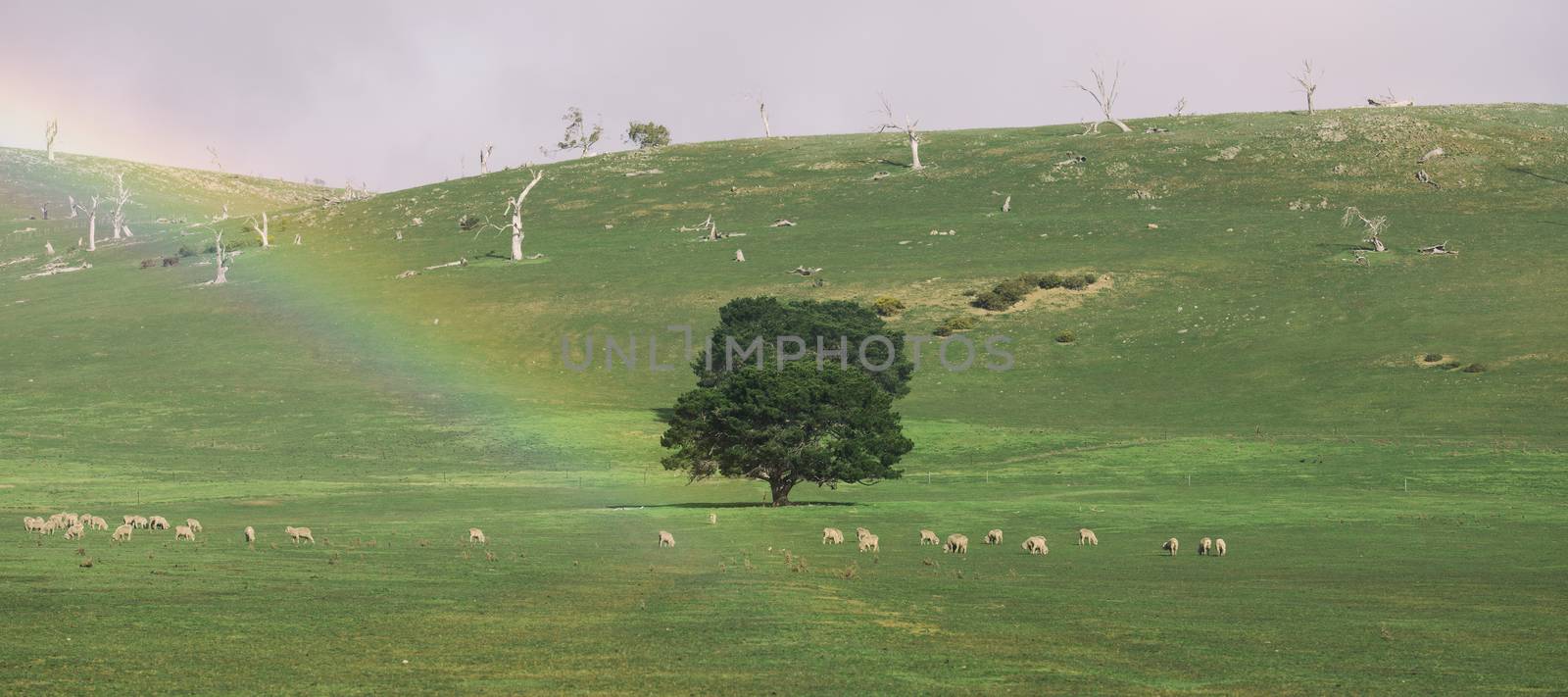 Sheep on the farm during the day in Tasmania.