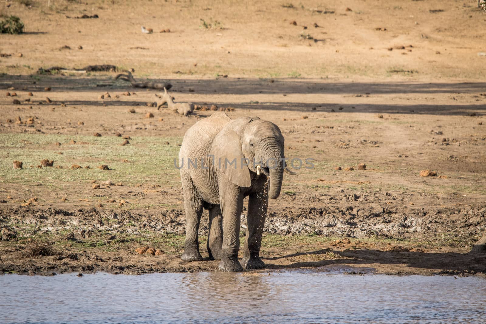 An Elephant drinking in the Kruger National Park, South Africa.