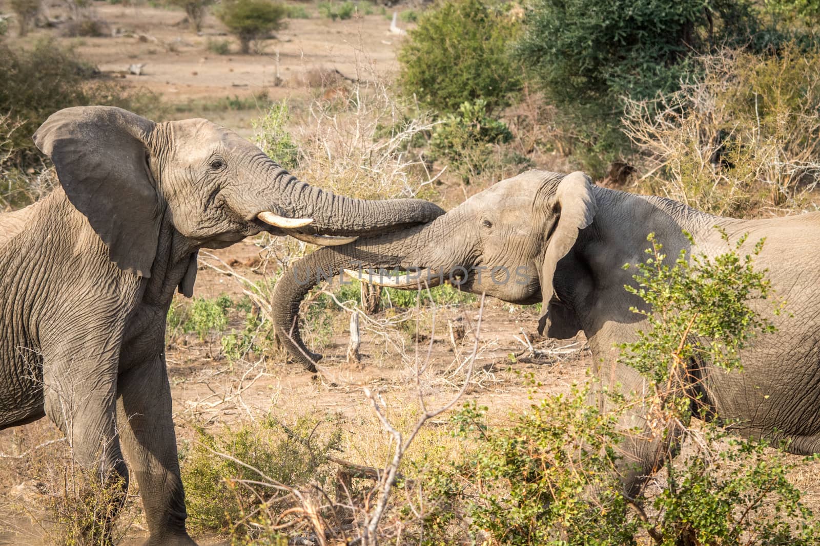 Two bonding Elephants in the Kruger National Park, South Africa.