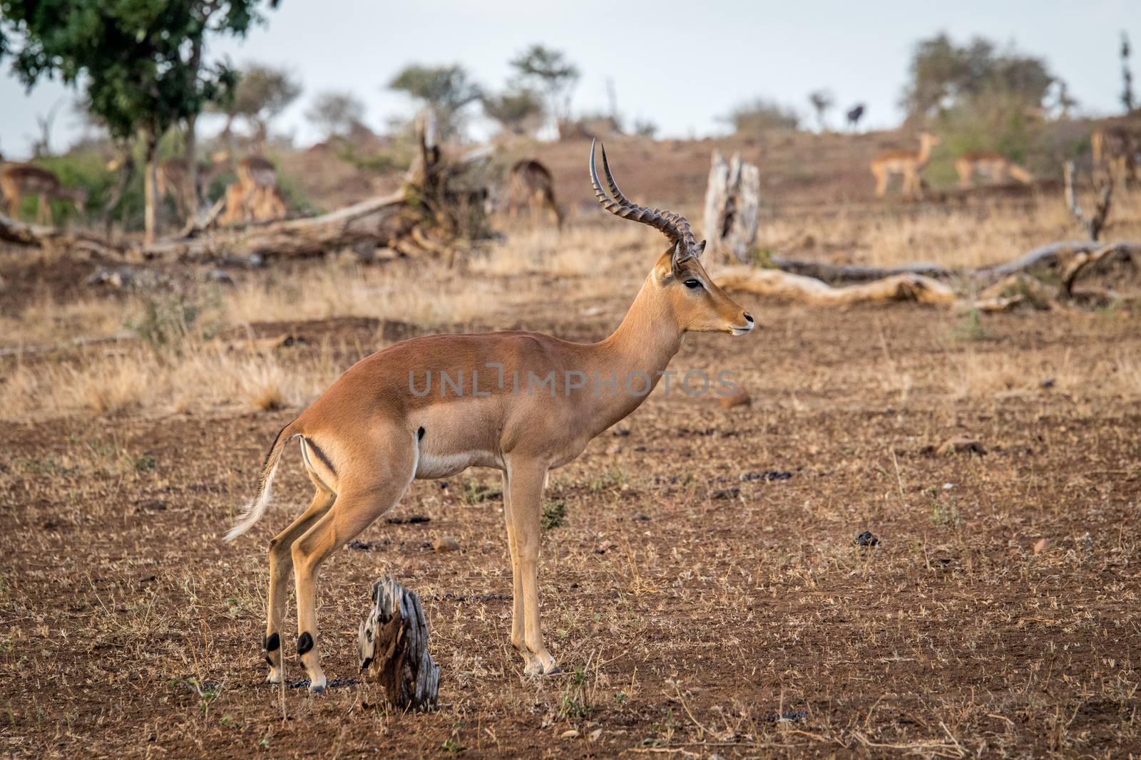 Male Impala from the side in the Kruger National Park, South Africa.