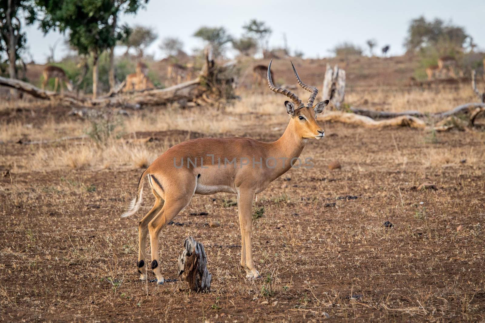 Male Impala from the side in the Kruger National Park, South Africa.