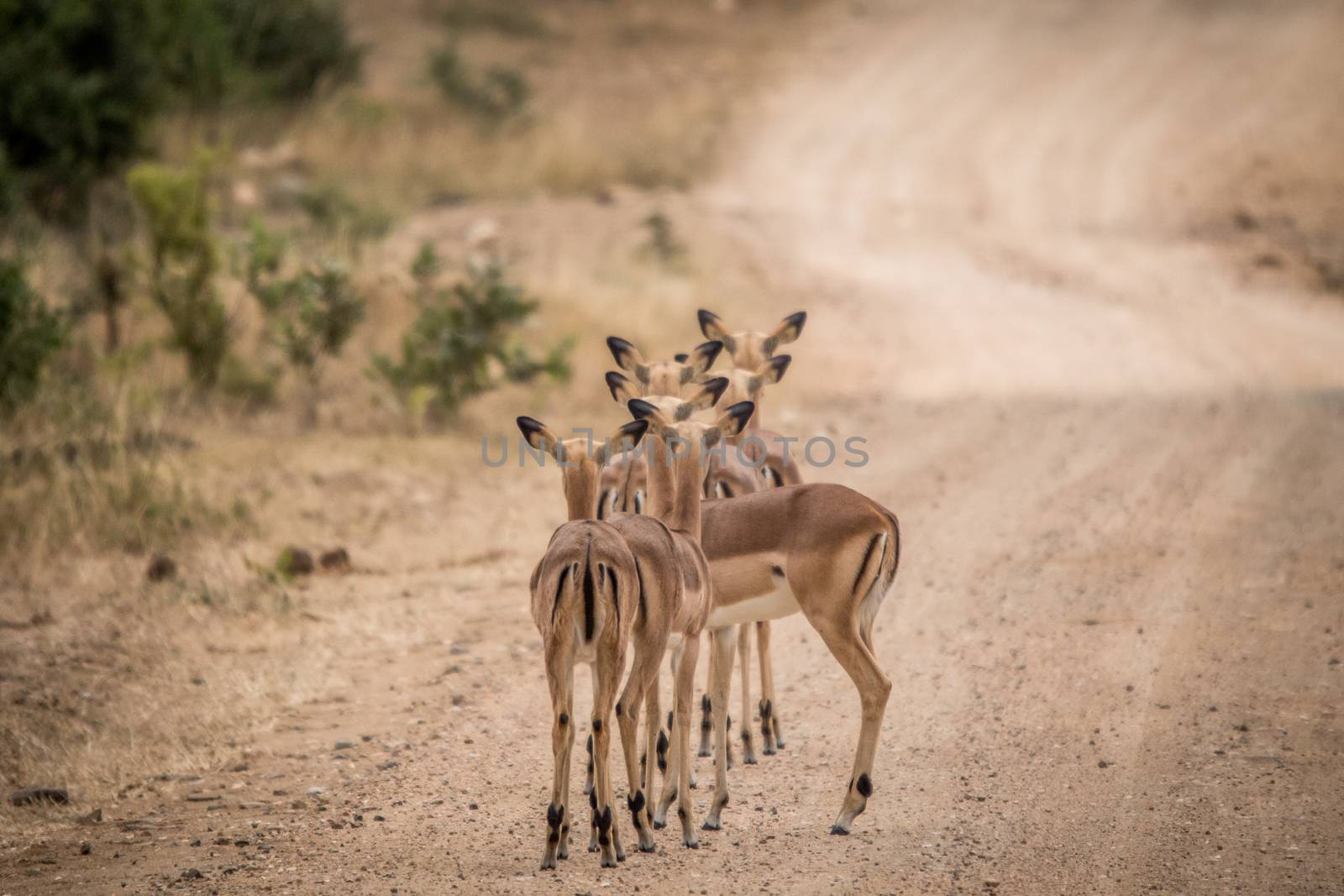 Group of female Impalas on the road from behind in the Kruger National Park, South Africa.