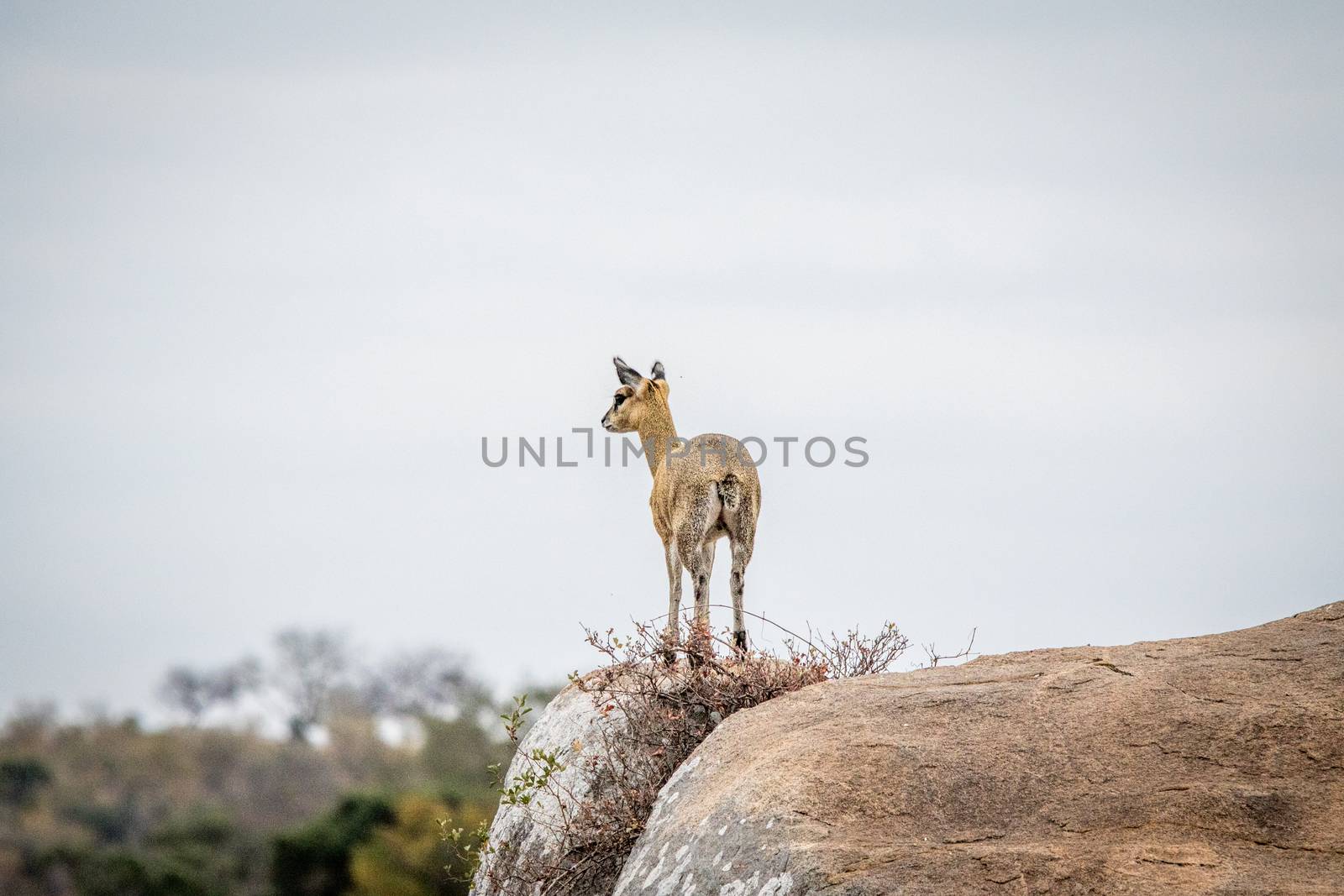 Female Klipspringer on the lookout in the Kruger National Park, South Africa.