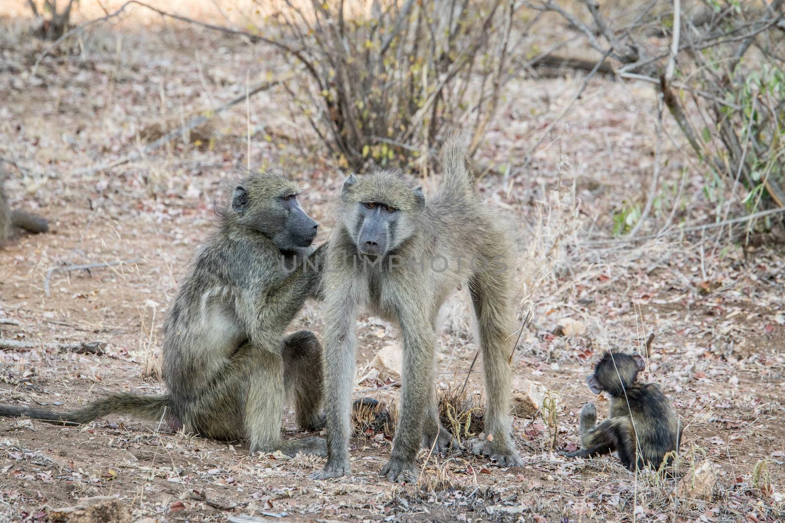 Baboons grooming each other in the Kruger National Park, South Africa.