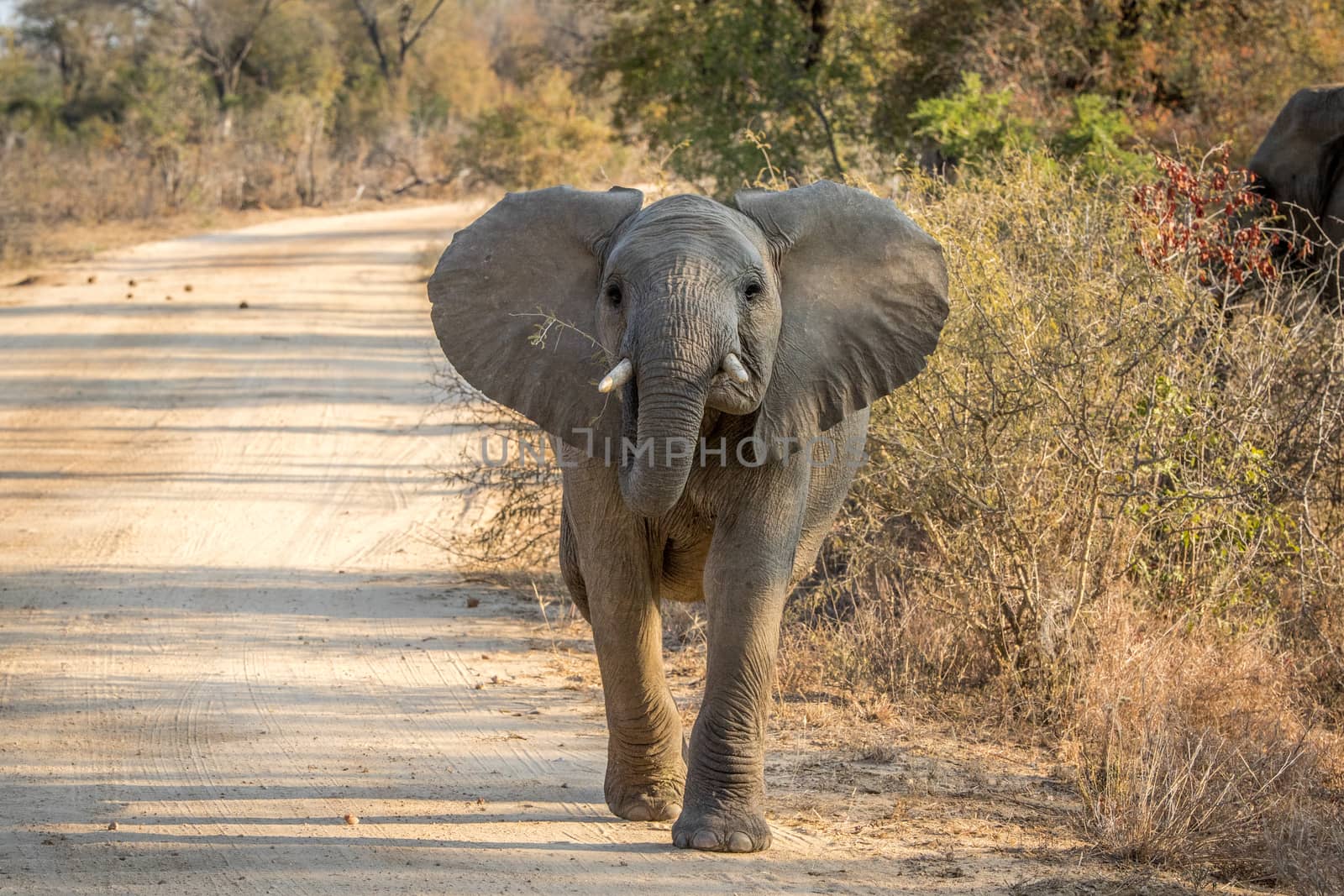 A young Elephant walking towards the camera. by Simoneemanphotography