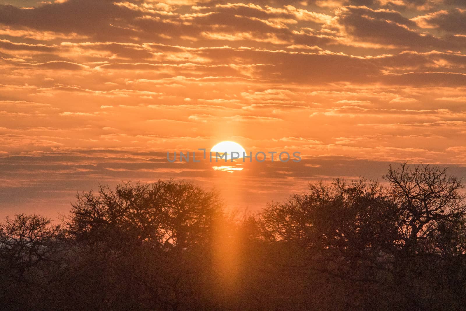 African sunset in the Kruger. by Simoneemanphotography