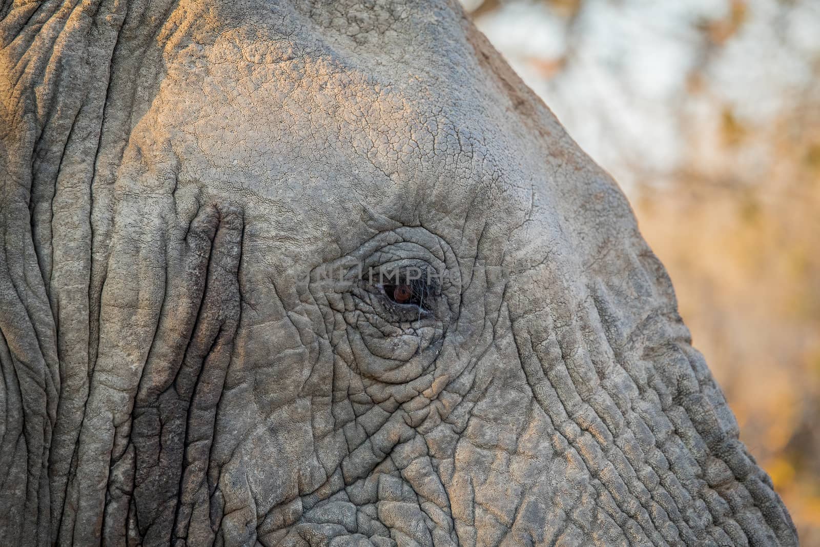 Close up of the eye of an Elephant in the Kruger National Park, South Africa.