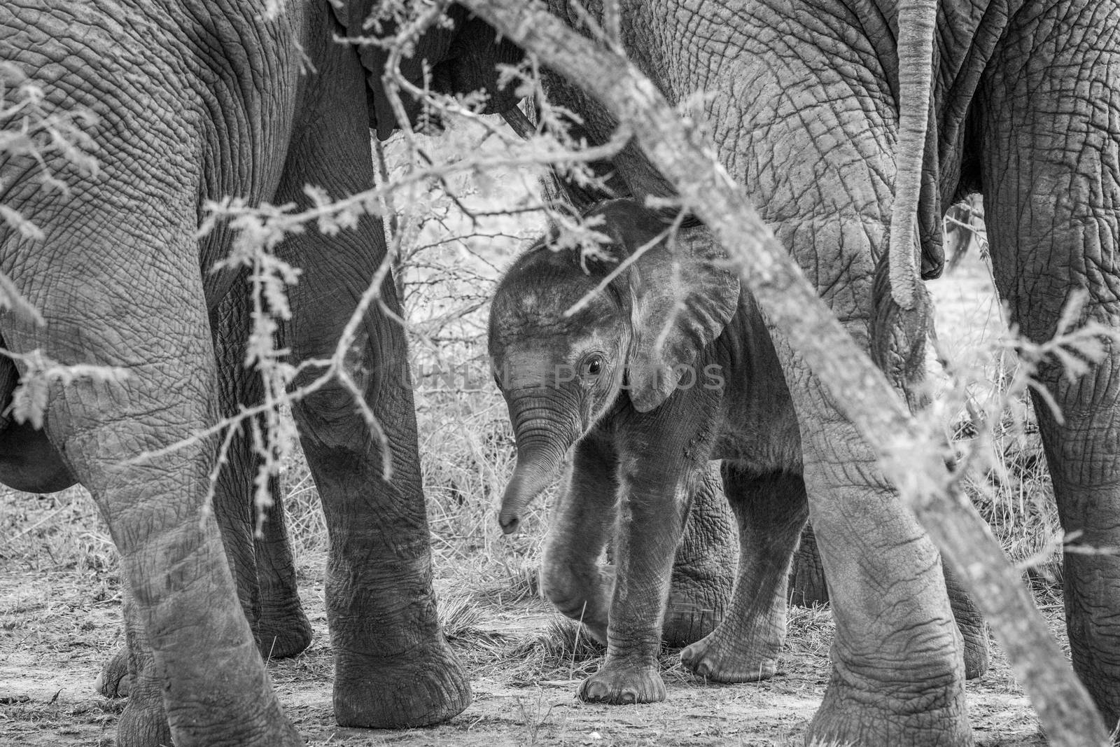 Black and white picture of a baby Elephant in between the legs of his mother. by Simoneemanphotography