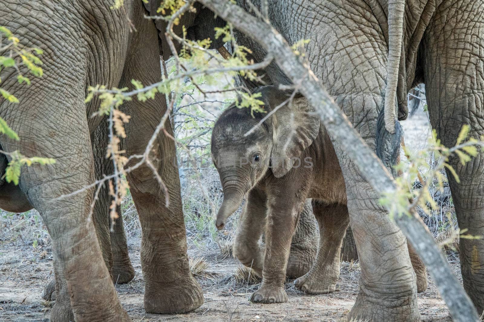 Young Elephant in between the legs of his mother. by Simoneemanphotography