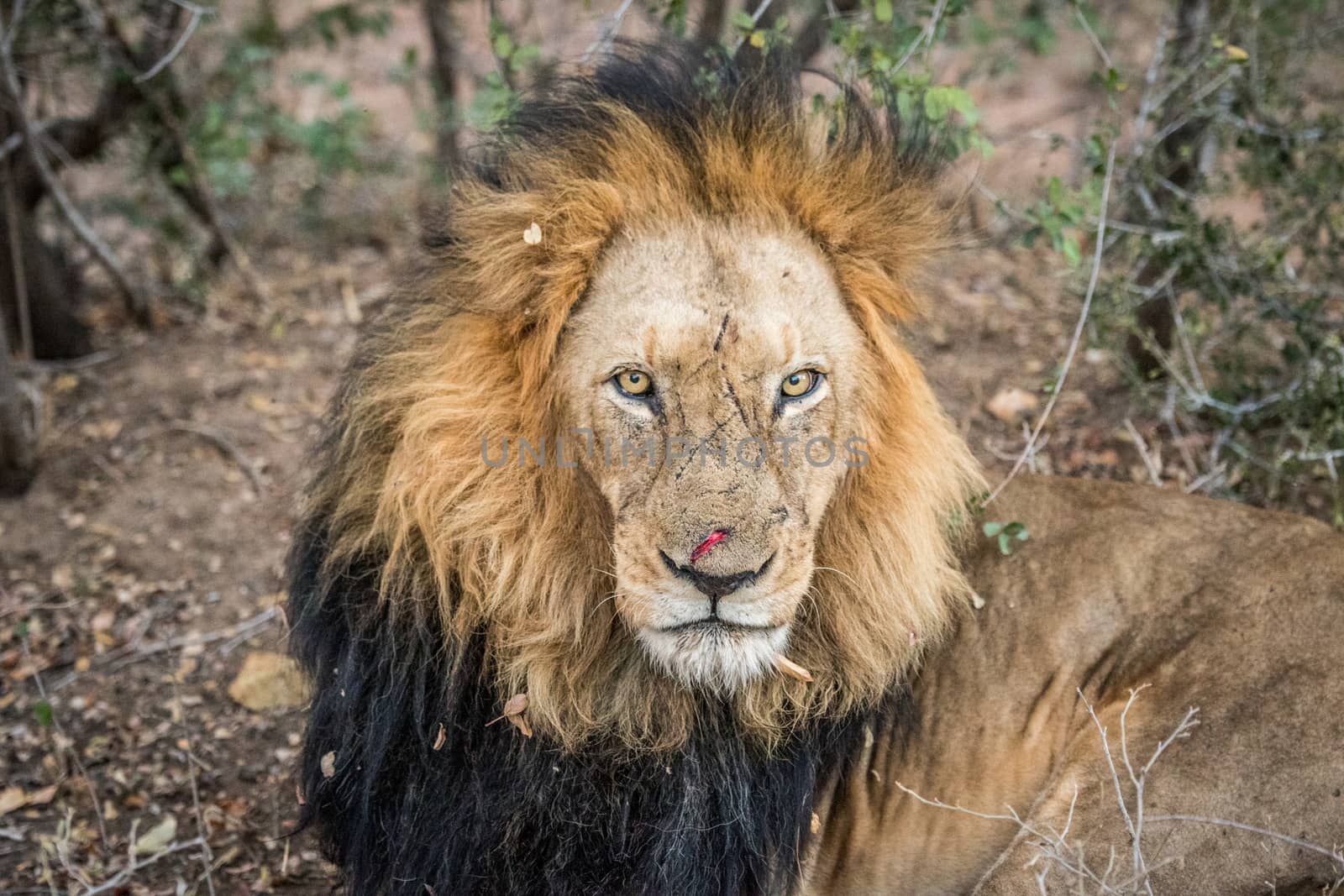 Starring male Lion in the Kapama game reserve, South Africa.