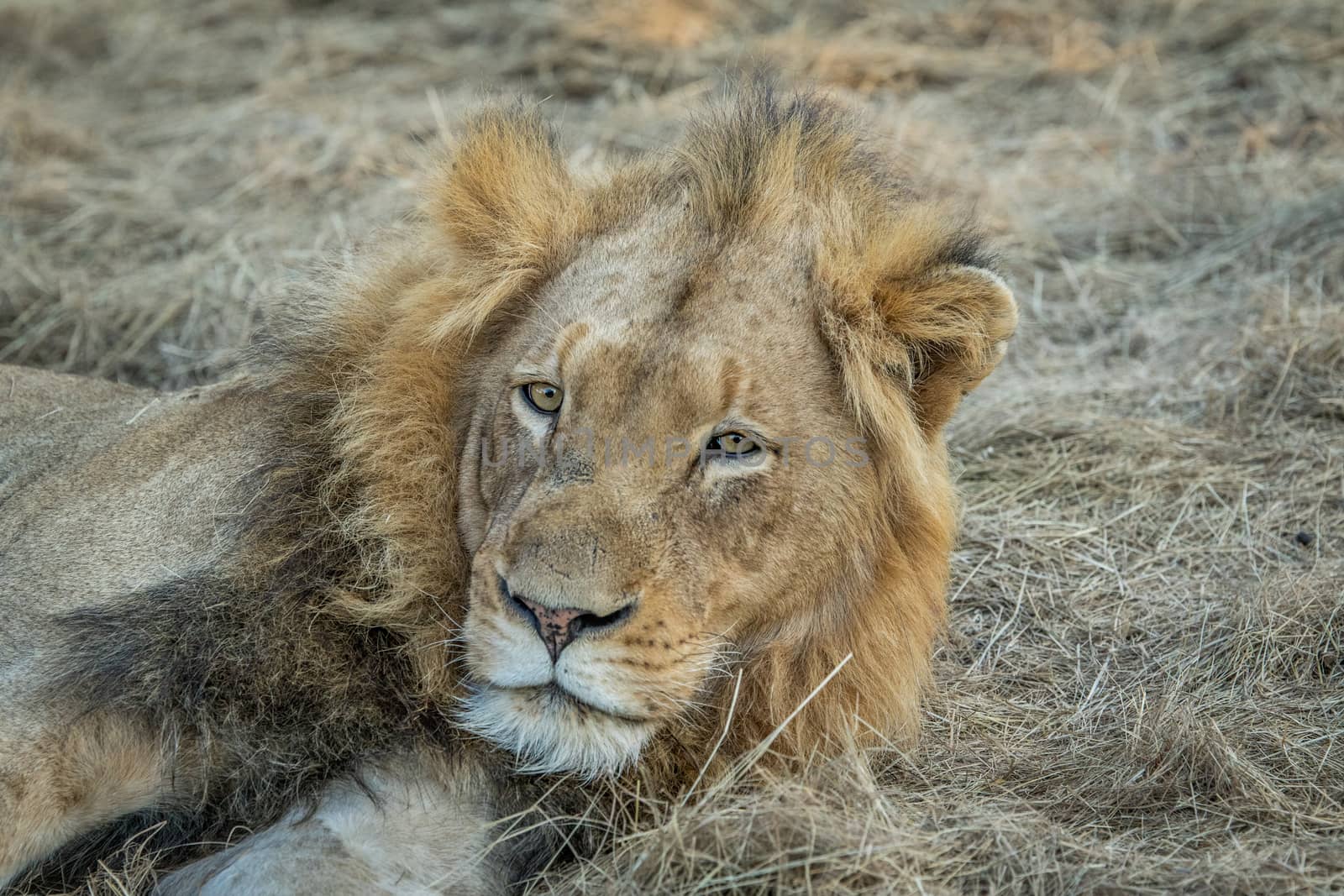 Starring male Lion in the Kapama game reserve, South Africa.