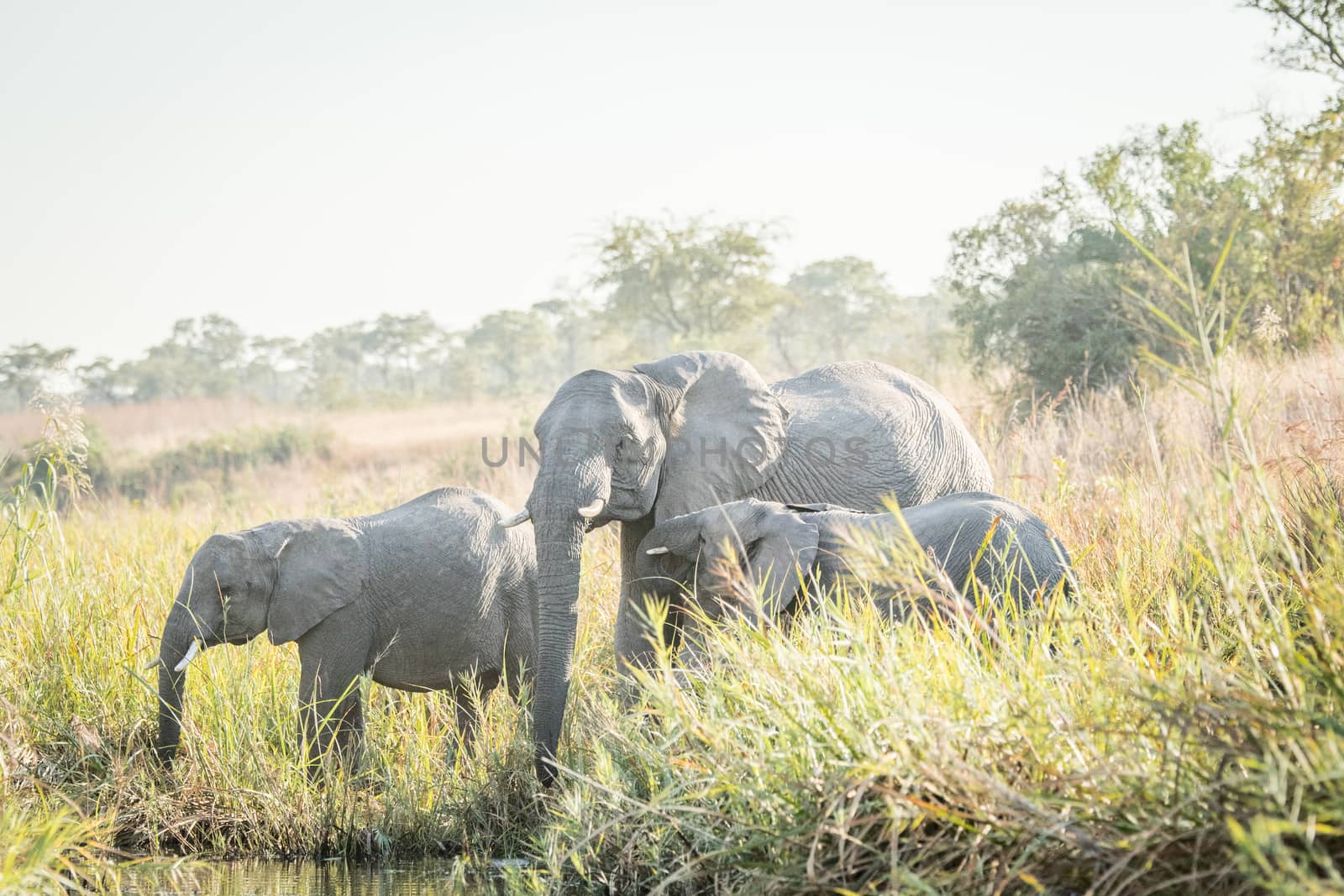 Drinking Elephants in the Kruger National Park, South Africa.