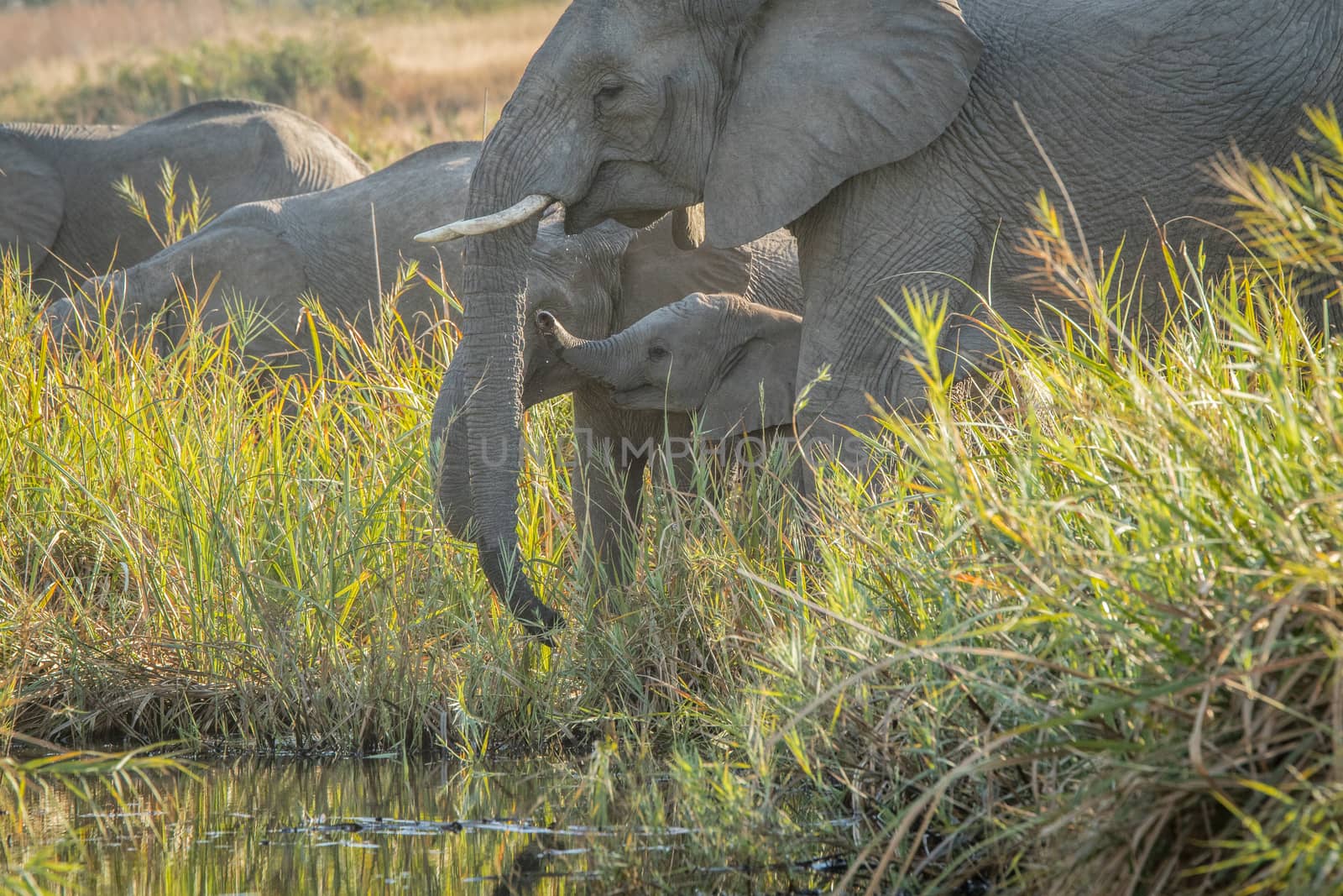 Drinking Elephants in the Kruger National Park, South Africa.