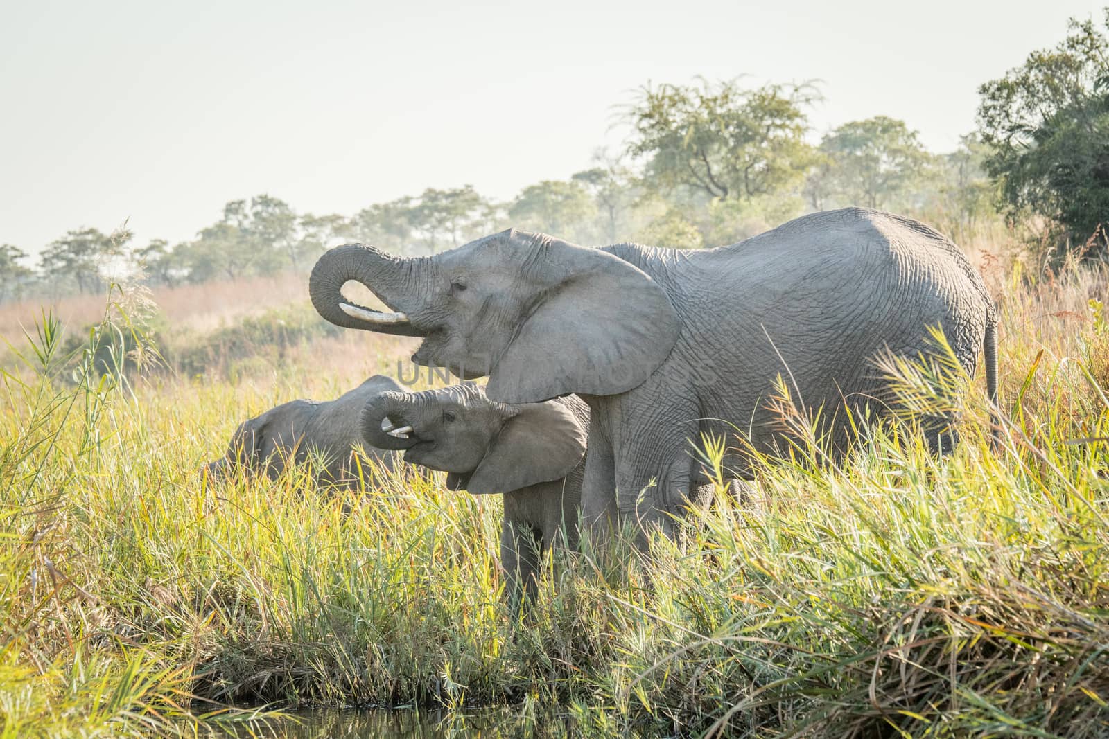 Drinking african Elephants. by Simoneemanphotography