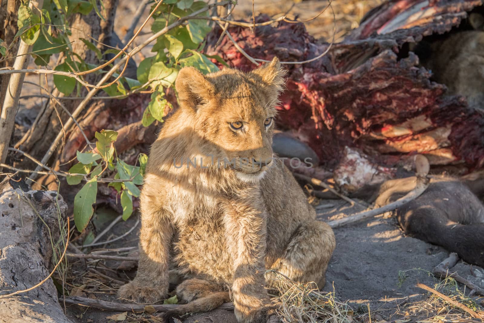 Lion cub at a Buffalo kill. by Simoneemanphotography