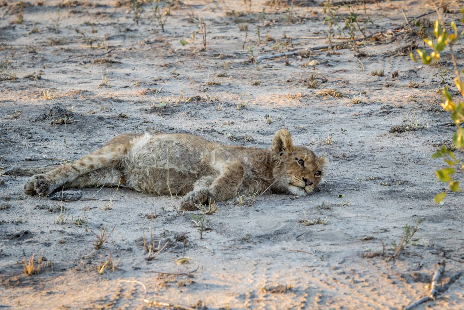 Lion cub laying in the sand in the Sabi Sabi game reserve, South Africa.